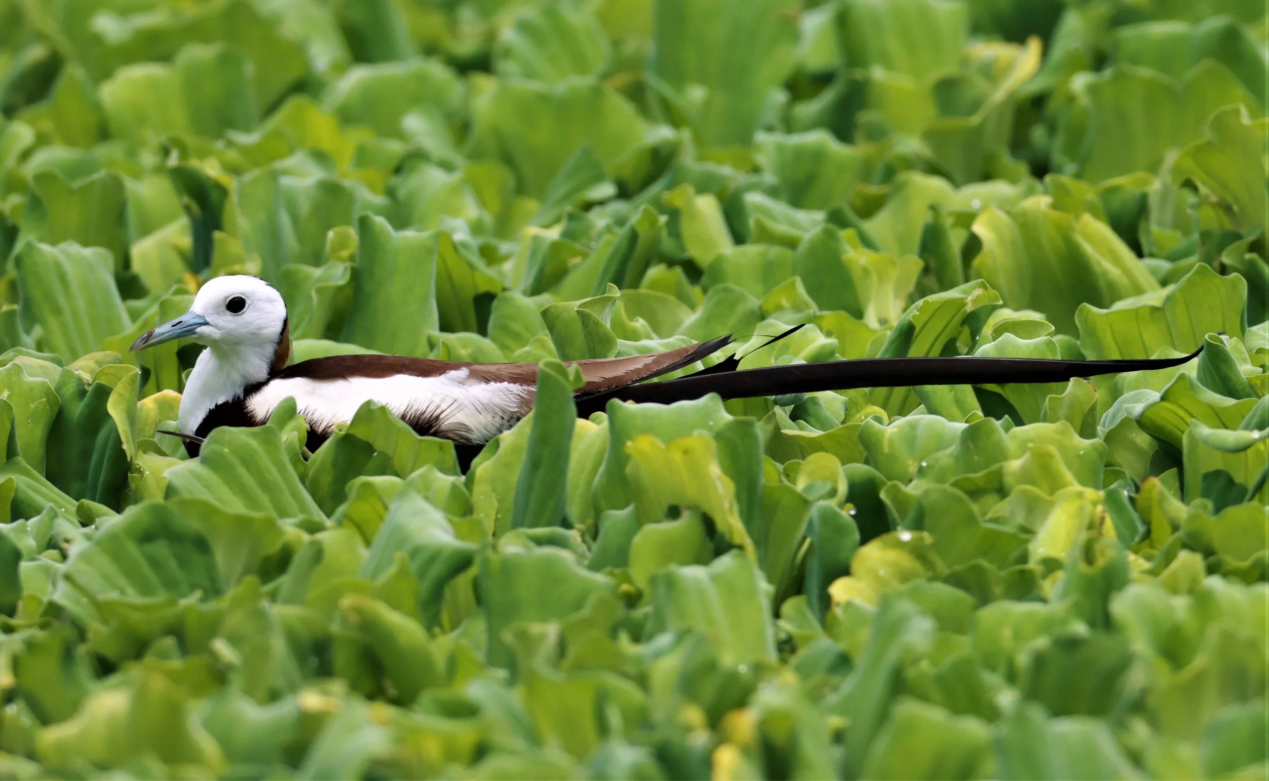 JACANA - PHEASANT-TAILED JACANA - Hydrophasianus chirurgus - KHON KAEN SEWAGE TREATMENT PLANT KHON KAEN UNIVERSITY  (19).jpg