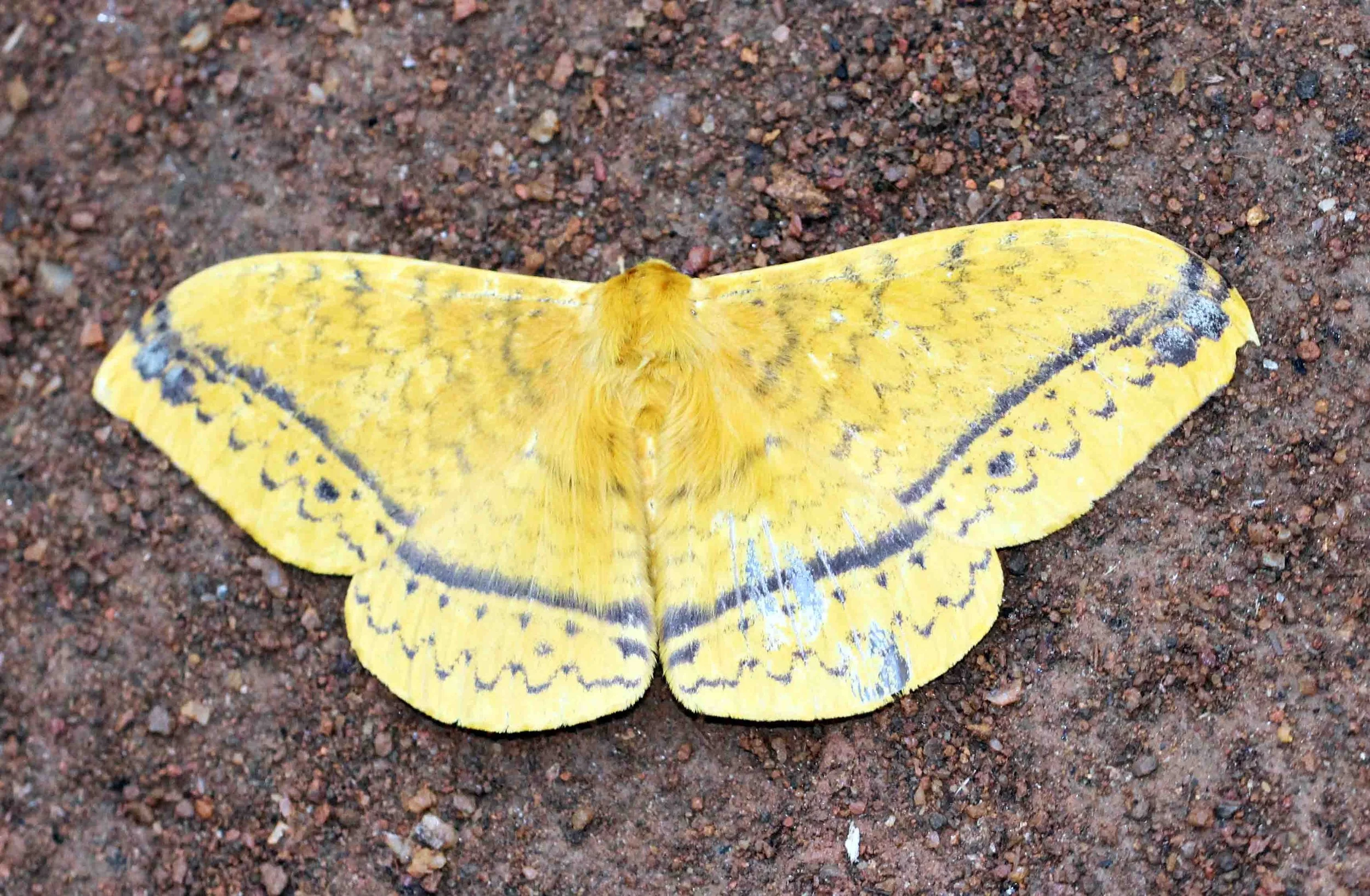 Saturniidae - Unidentified Species - Sinharaja, Sri Lanka 