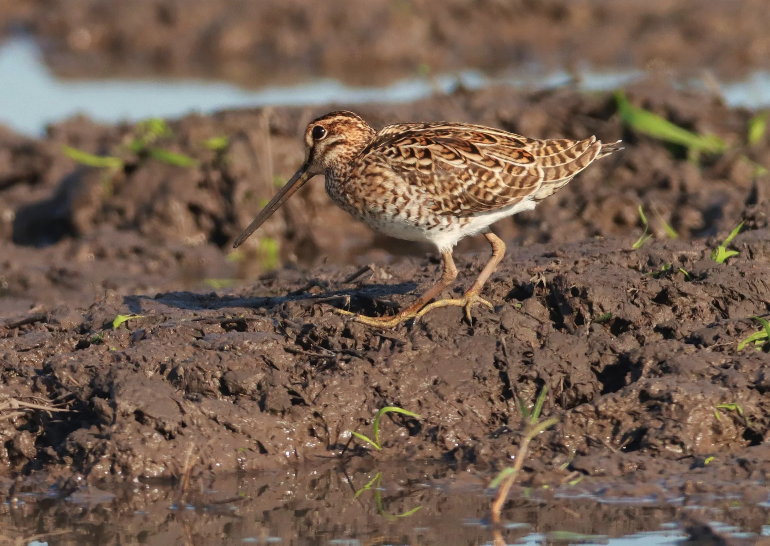 SNIPE - PINTAIL SNIPE - Gallinago stenura - PATHUM THANI RICE RESEARCH CENTER AUGUST 24 2021 (202).jpg