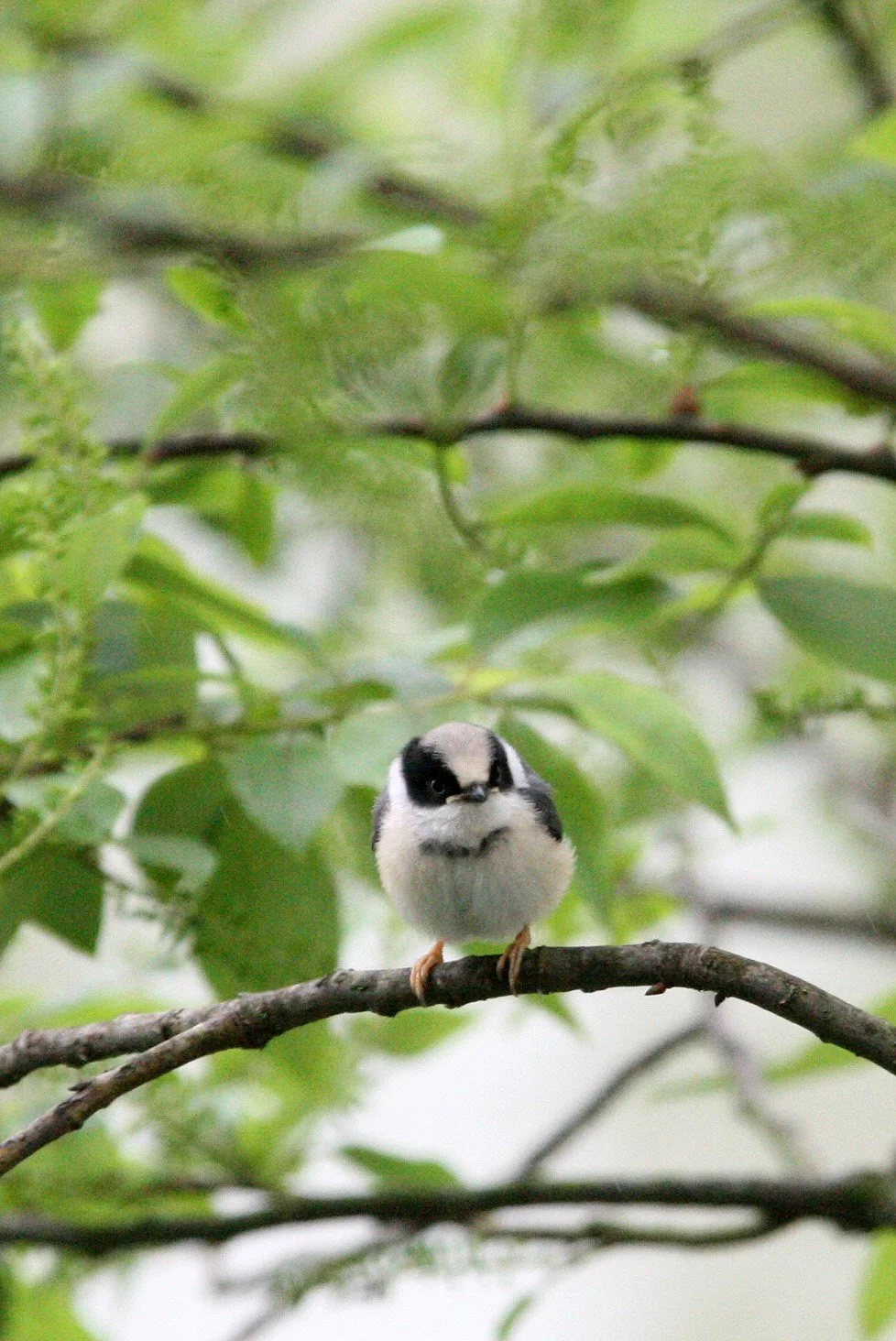 Black-throated Bushtit (Aegithalos concinnus) Hongcun Village, Anhui China (7).JPG