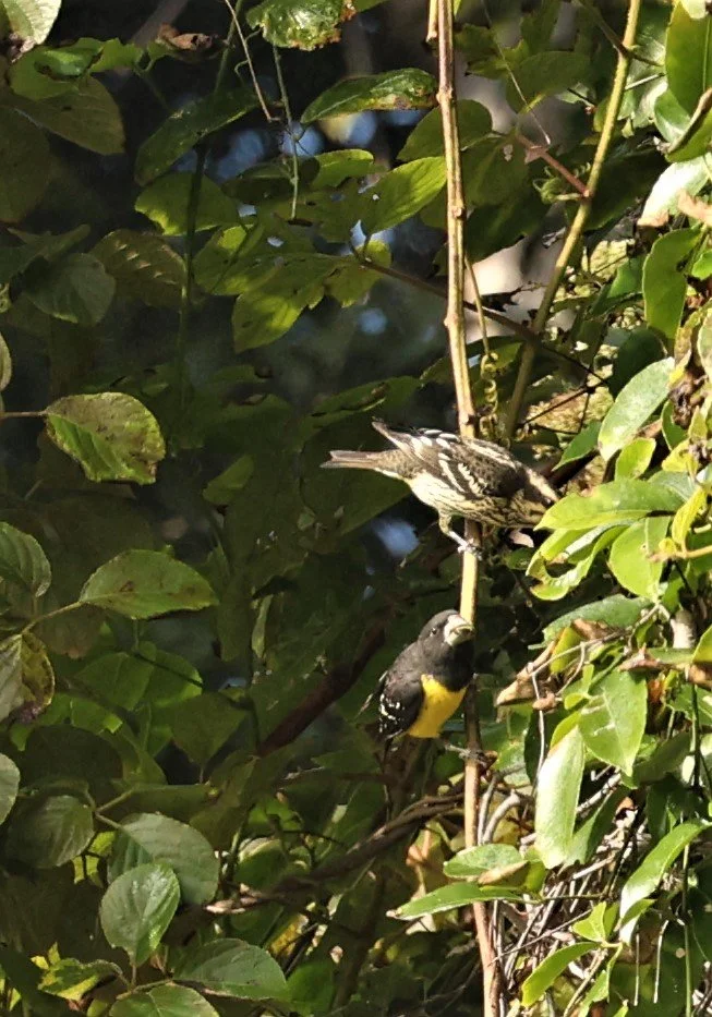 Spot-winged Grosbeak (Mycerobas melanozanthos) Fang Hotsprings Chiang Mai Thailand (13).jpg