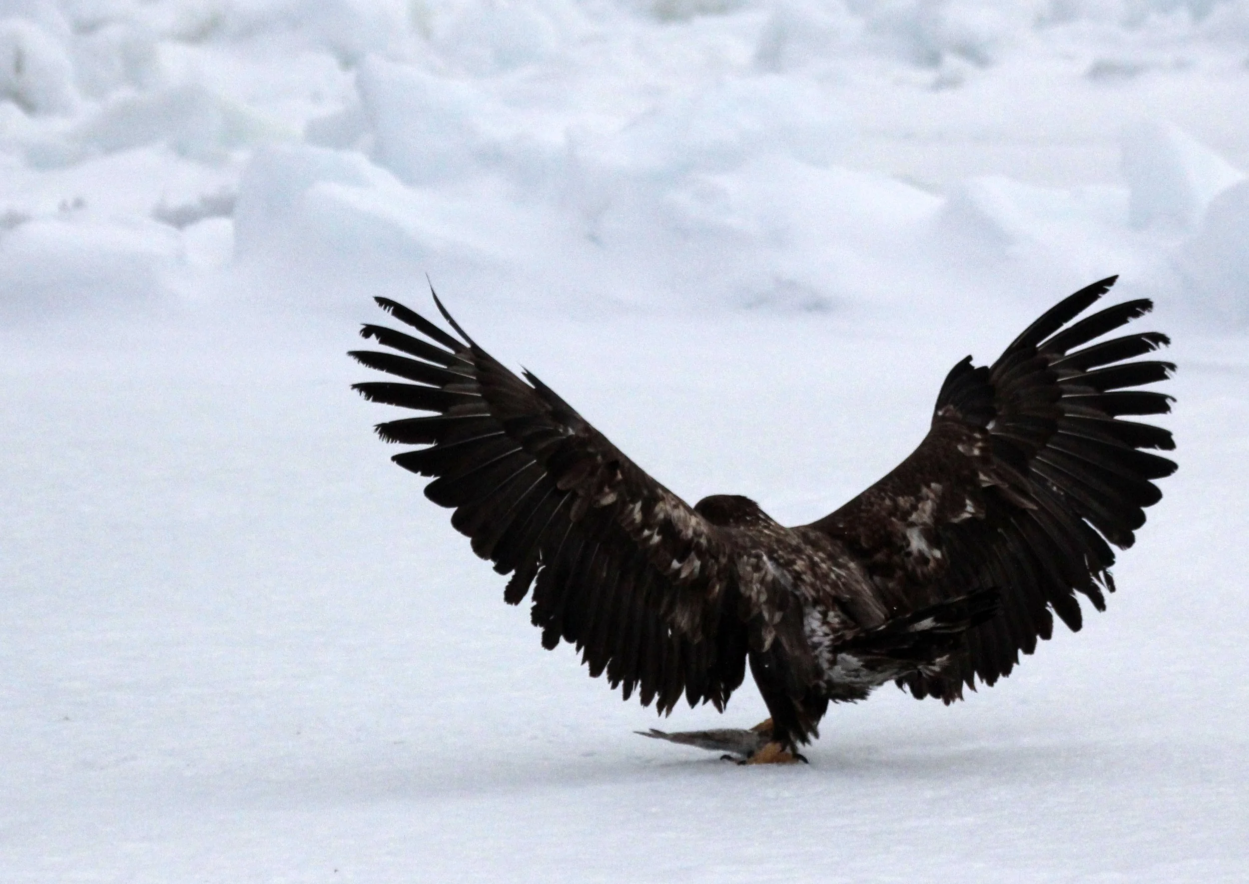 Haliaeetus albicilla - WHITE-TAILED EAGLE - RAUSU, SHIRETOKO PENINSULA, HOKKAIDO JAPAN (364).JPG