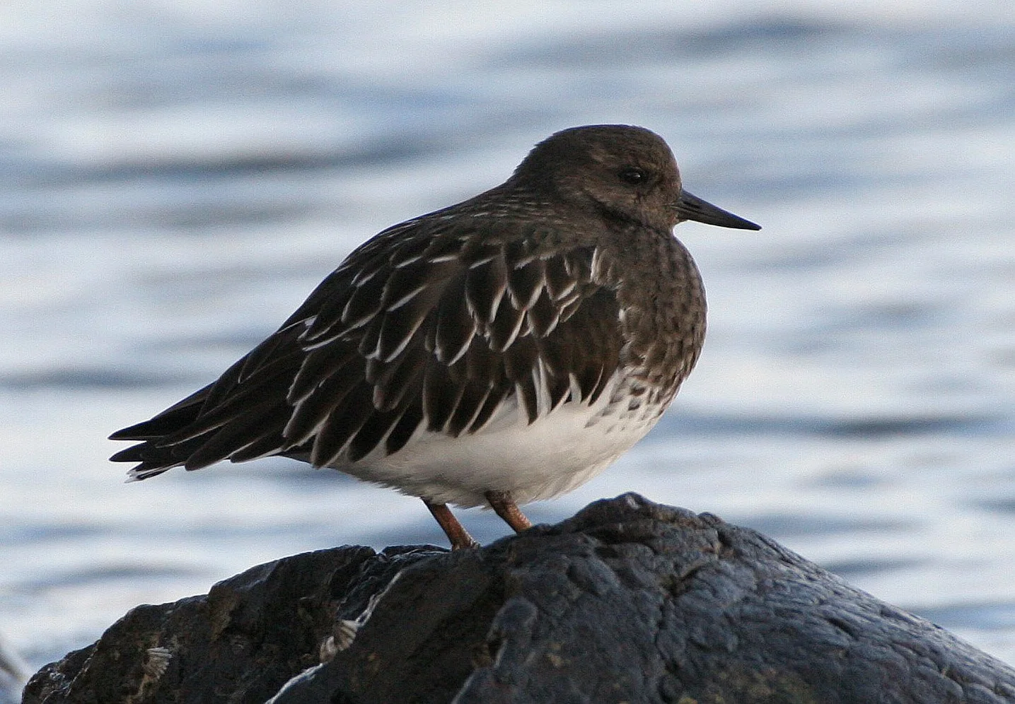 BIRD - TURNSTONE - BLACK TURNSTONE - PA HARBOR (33).jpg