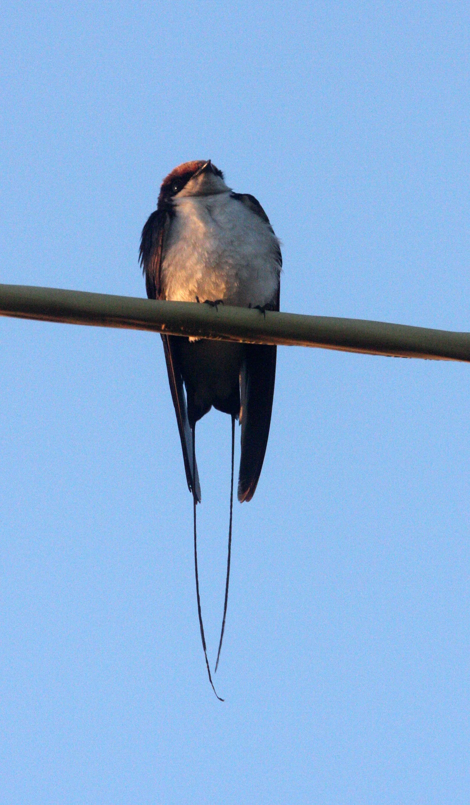 Wire-tailed Swallow (Hirundo smithii) Rann of Kutch Gujarat India (5).JPG