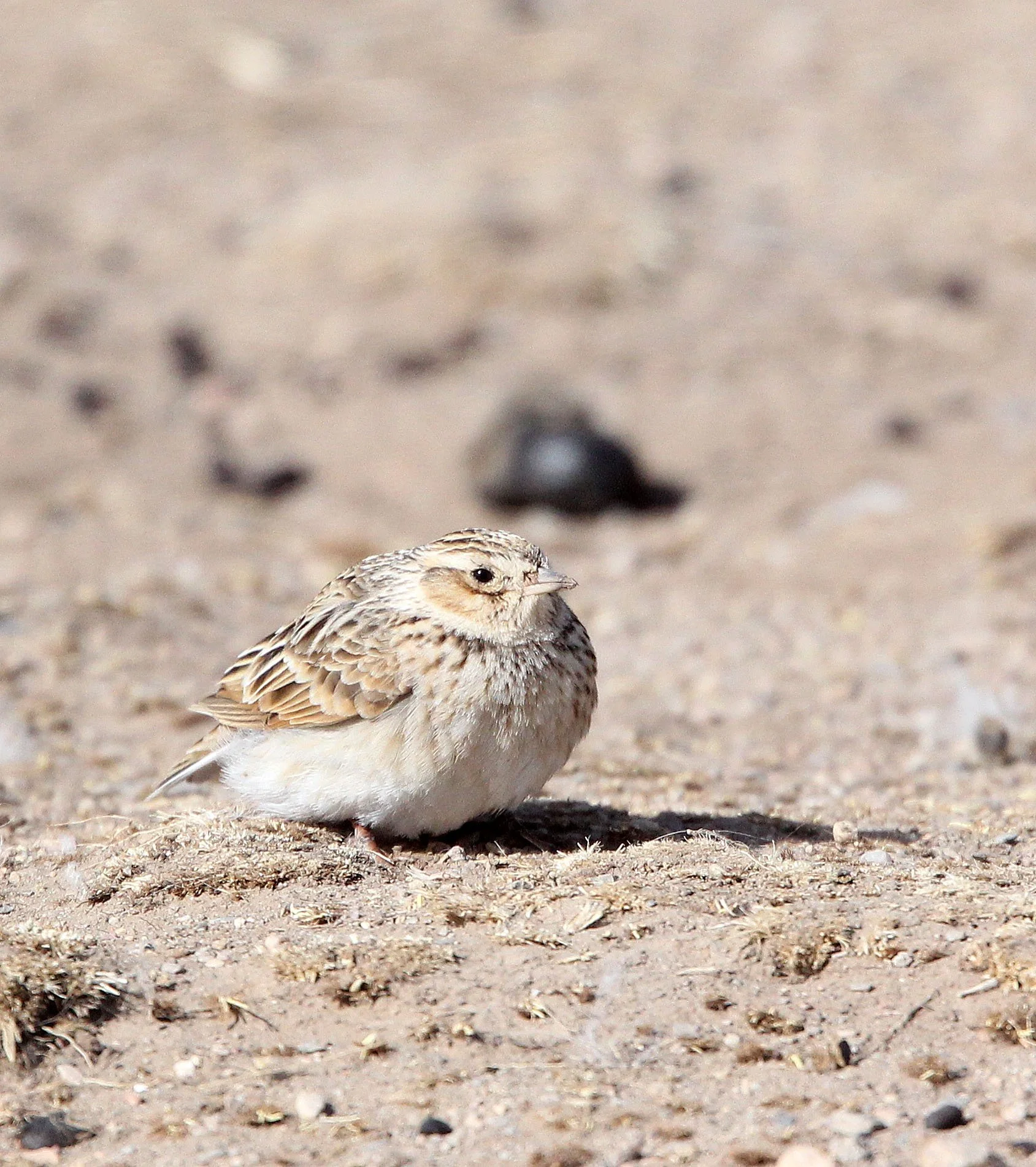 Blyth's Pipit (Anthus godlewski) Qinghai Lake, China (3).JPG