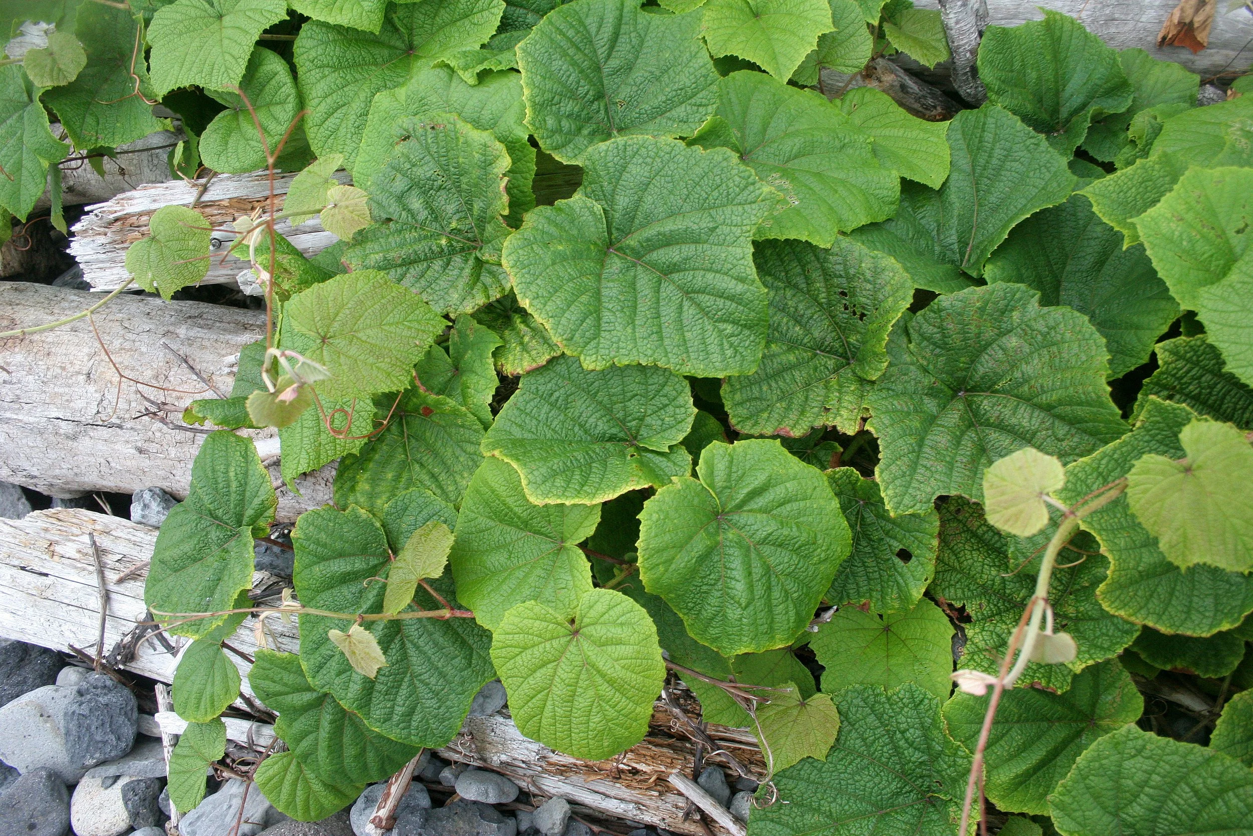 KURIL ISLANDS - FLORA  (49).jpg