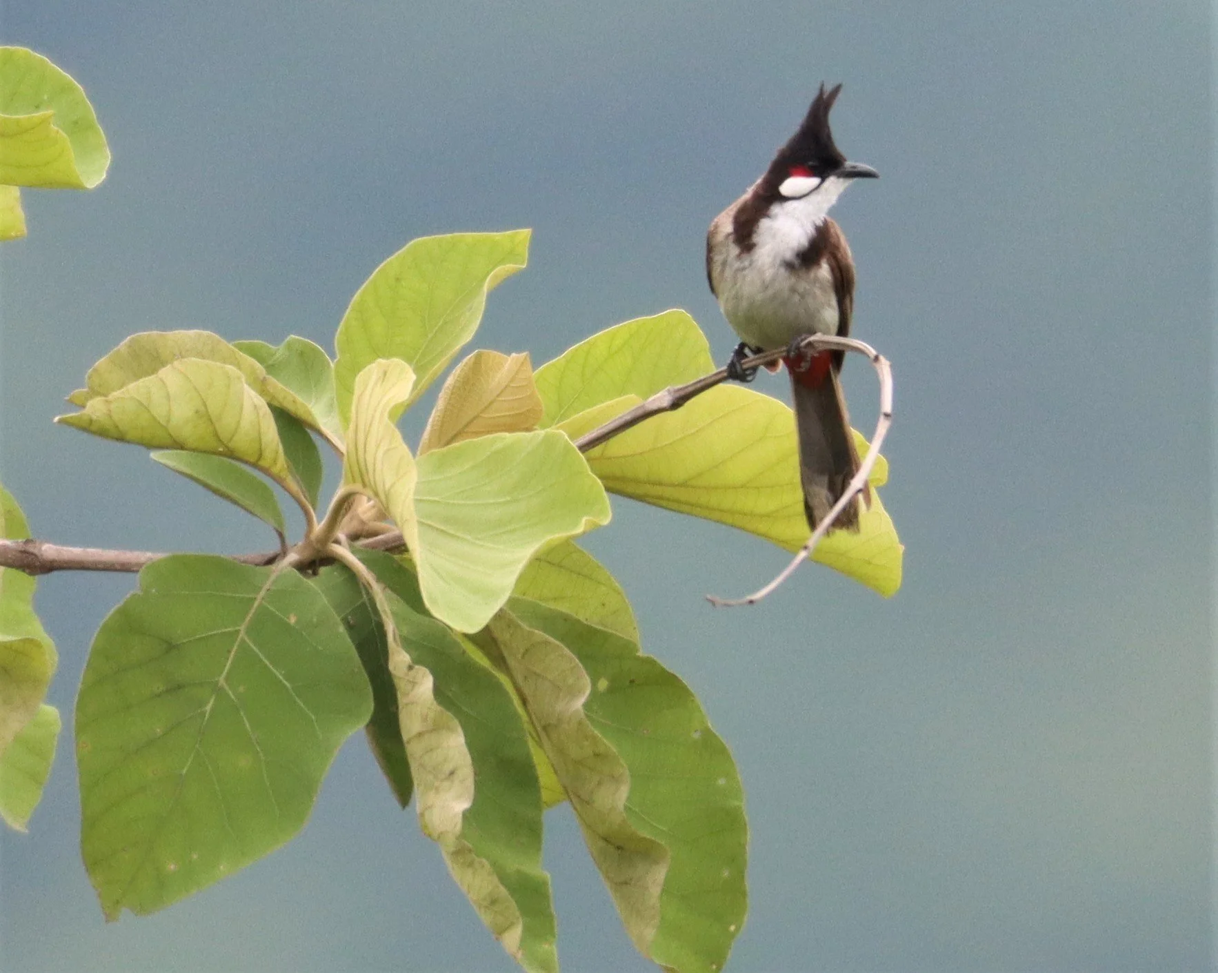 Red-whiskered Bulbul (Pycnonotus jocosus) Thailand — Coke Smith Wildlife