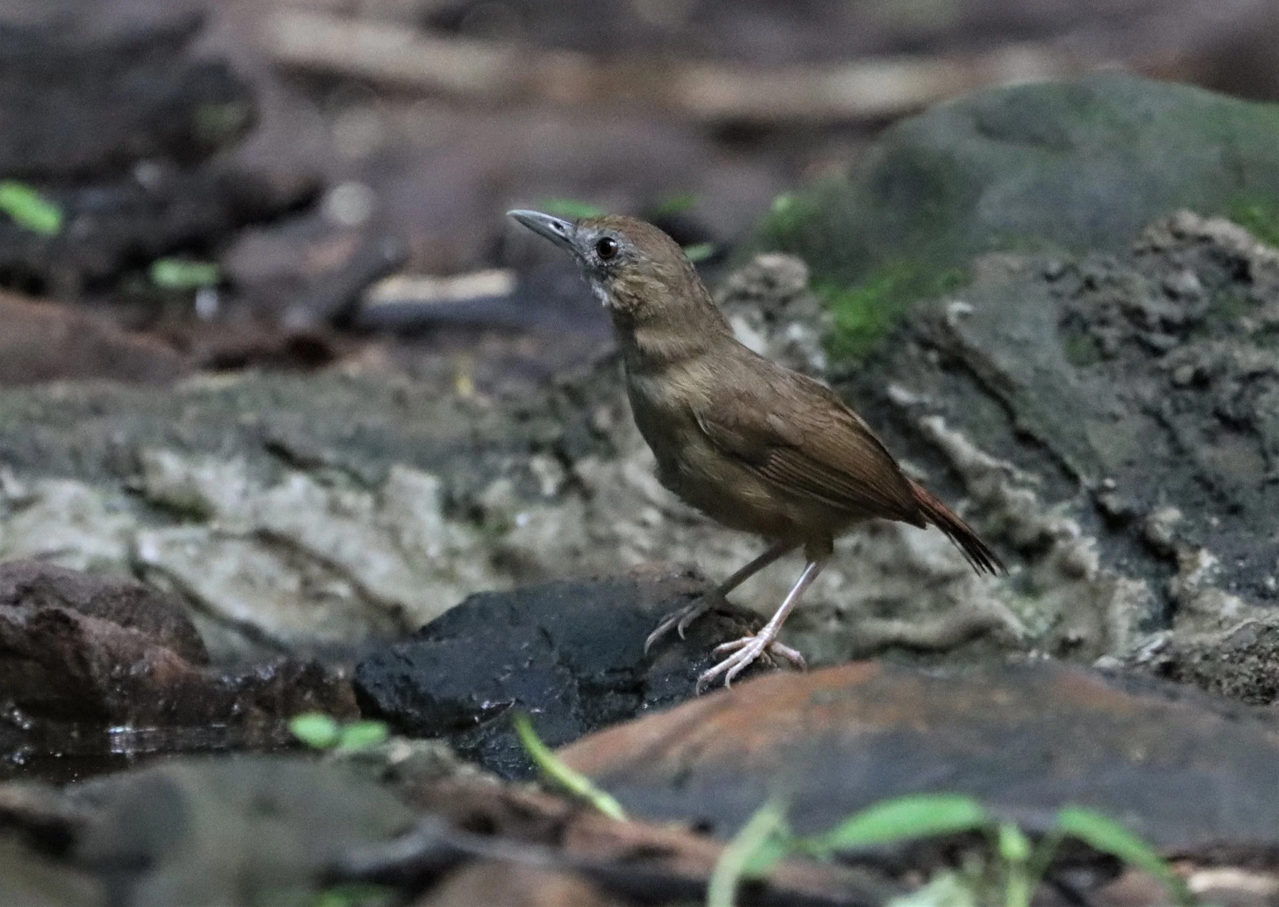 BABBLER - ABBOTT'S BABBLER - Malacocincla abbotti - KAENG KRACHAN LUNG SIN HIDE (1).jpg