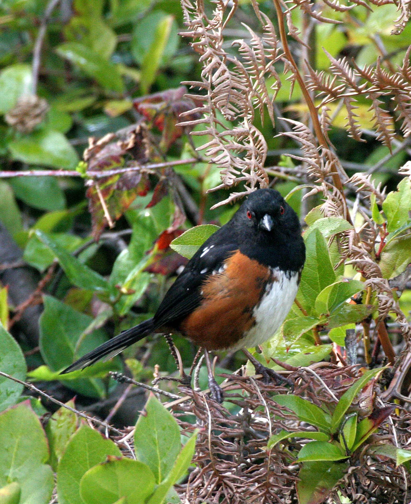 Spotted Towhee (Pipilo maculatus) Port Angeles Washington (13).jpg