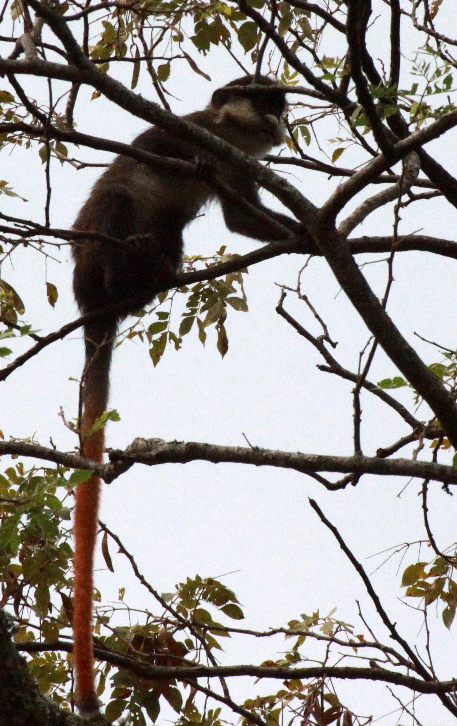 CERCOPITHECIDAE - Cercopithecus ascanius schmidti - SCHMIDT'S RED-TAILED MONKEY - KIBALE NATIONAL PARK UGANDA BIGODI SWAMP (32).JPG