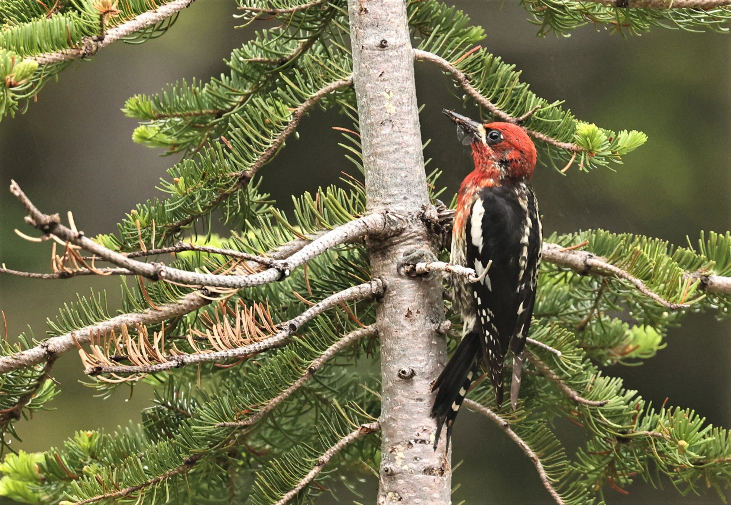 Sphyrapicus ruber - RED-BREASTED SAPSUCKER - MOUNT RAINIER NATIONAL PARK WASHINGTON (7).jpg