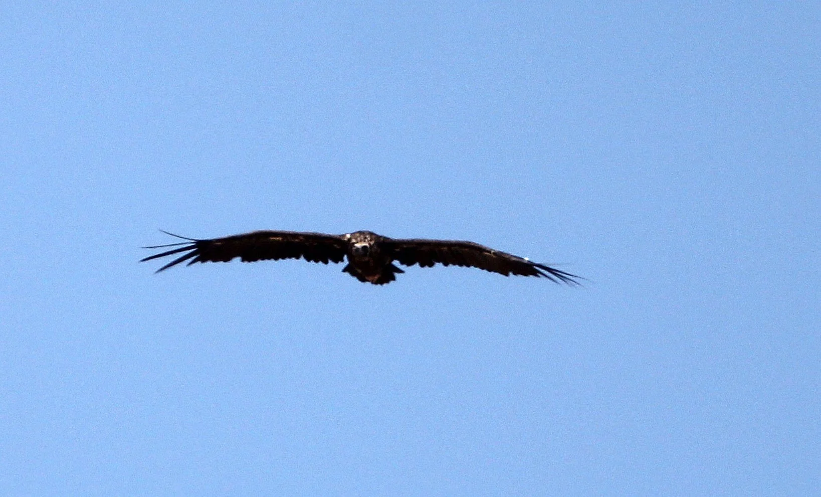 Aegypius monachus - CINEREOUS (BLACK) VULTURE - MALPARTIDA & MIRABELA GRASSLANDS SPAIN (7).JPG