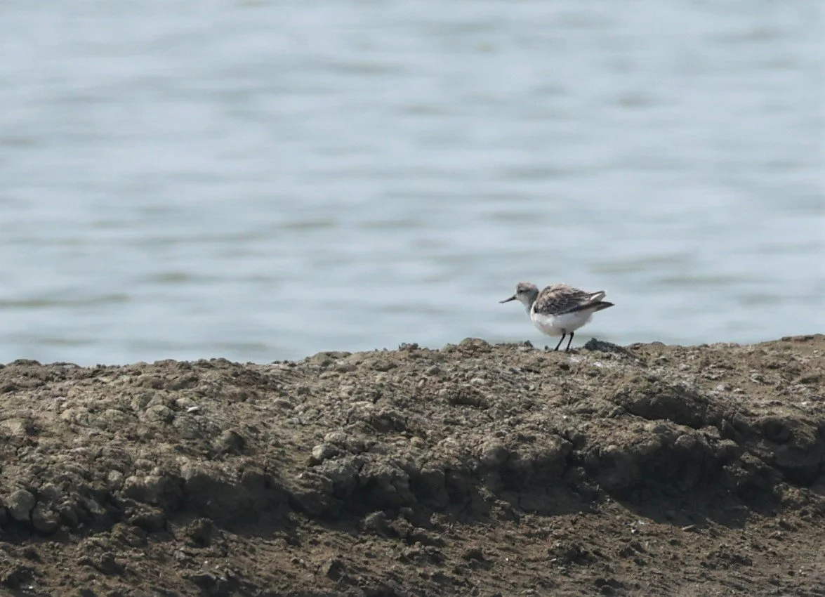 SANDPIPER - SPOON-BILLED SANDPIPER - Calidris pygmeus - PAK THALE SALT PONDS MARCH 2022 (5).jpg