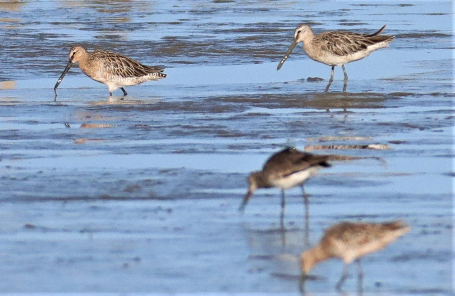 DOWITCHER - ASIAN DOWITCHER - Limnodromus semipalmatus - Mangrove Forest Research Center (23).jpg