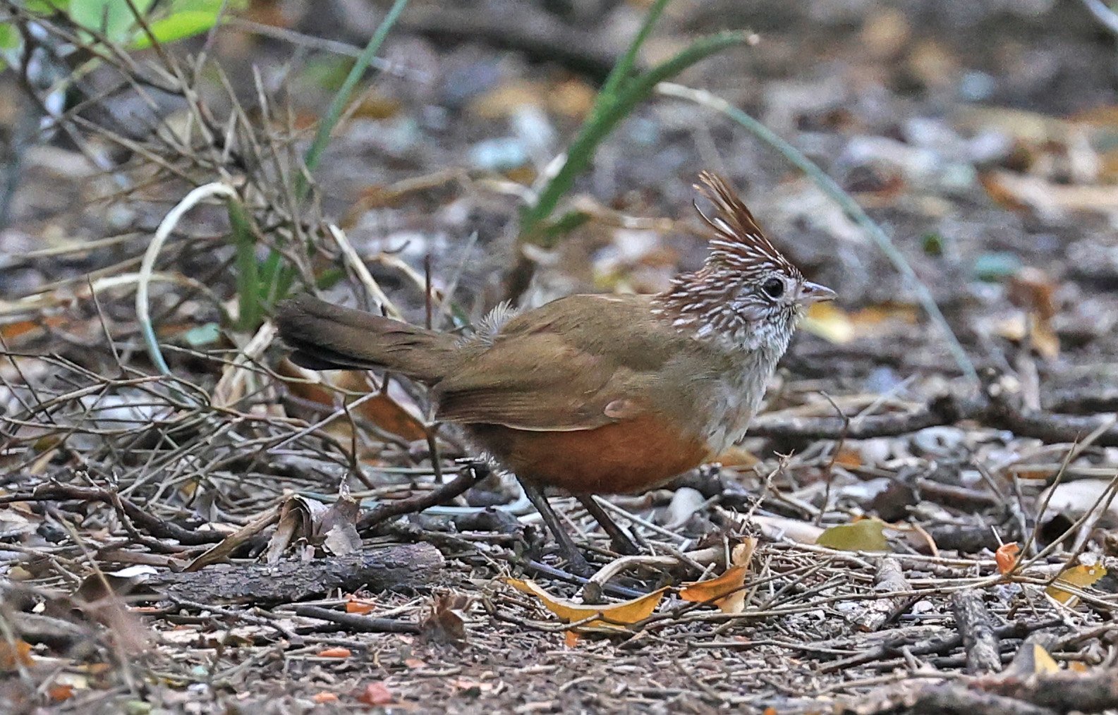 Crested Gallito (Rhinocrypta lanceolata) Chaco Lodge & Laguna Salada Paraguay (1).jpg