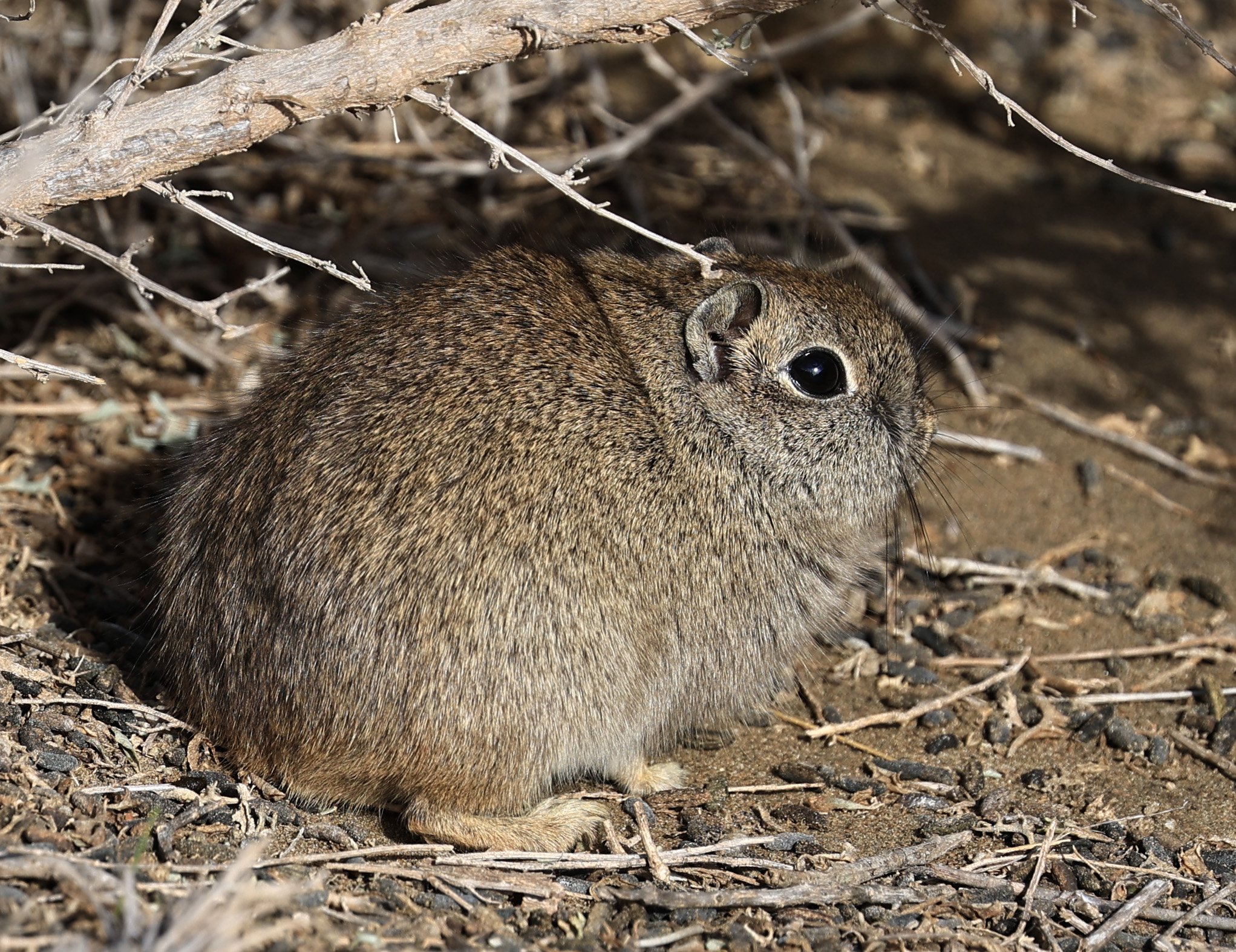 Southern Mountain Cavy (Microcavia australis) Valdes Peninsula, Chubut Province, Argentina Day 2 (1 (105).jpg