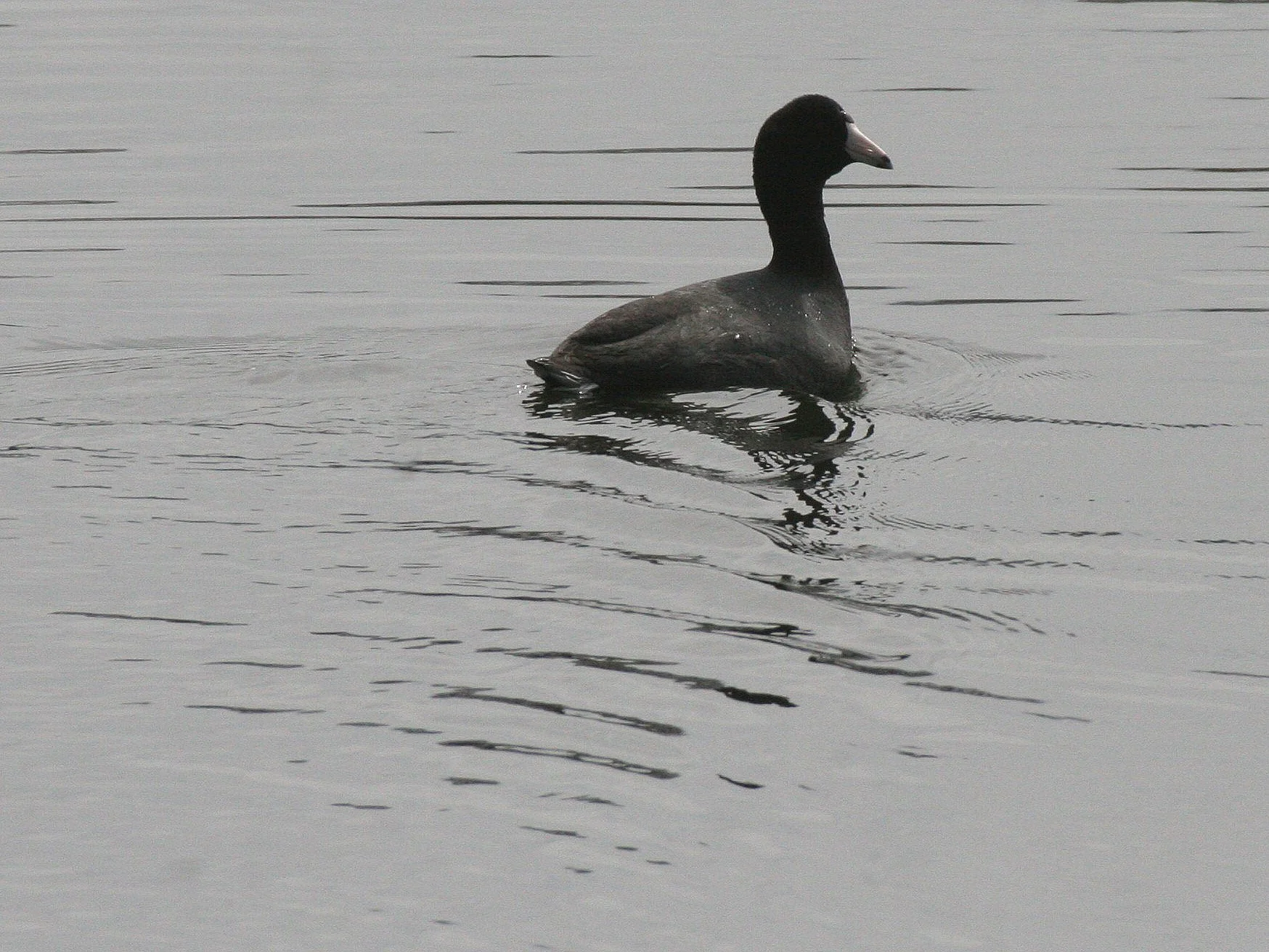 American Coot (Fulica americana) Prat
