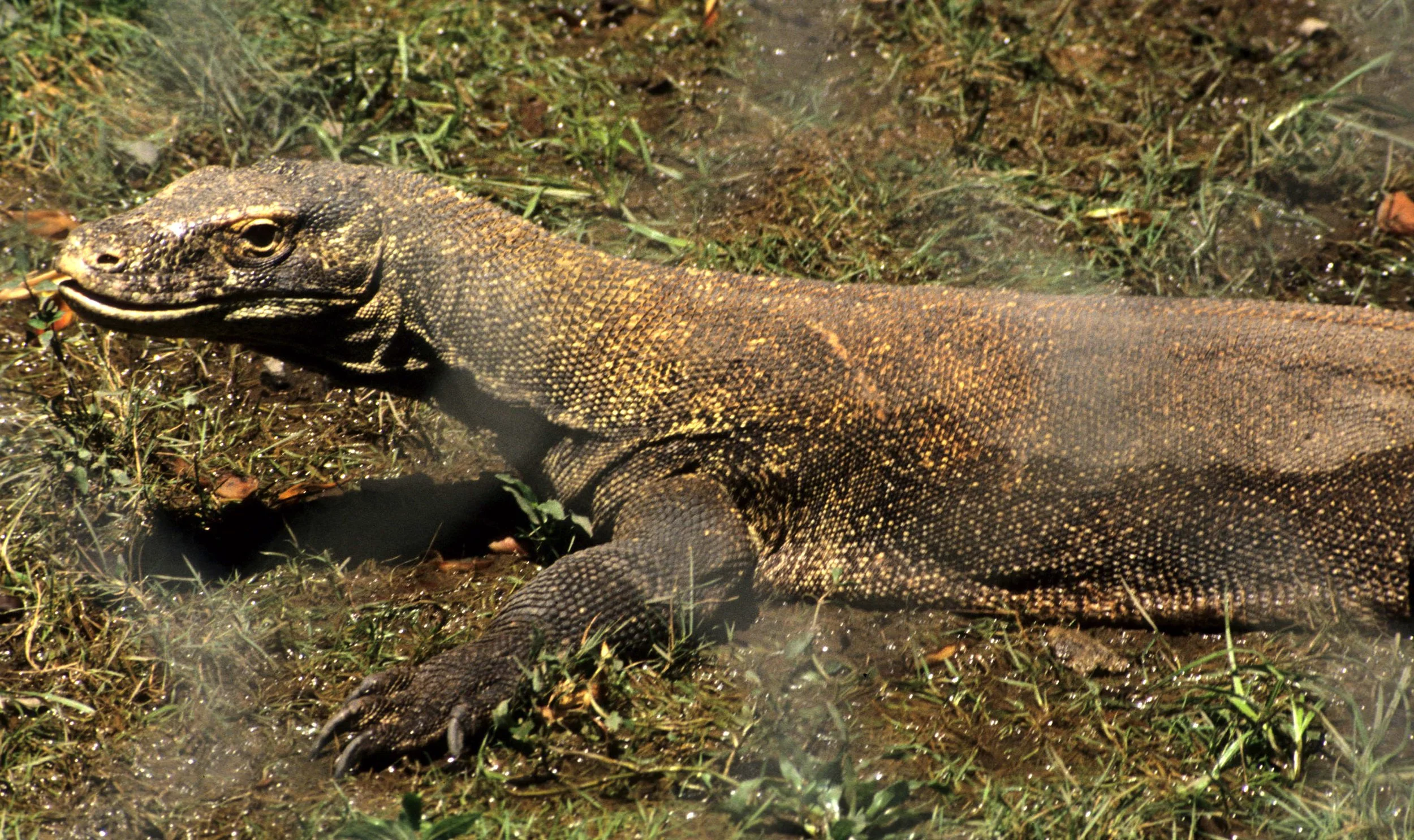 REPTILE - MONITOR LIZARD - KOMODO DRAGON - SAIGON ZOO.jpg