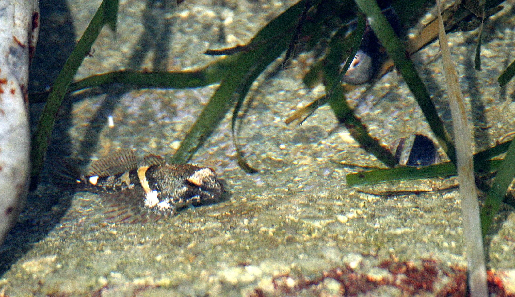 FISH - SCULPIN SPECIES A - TONGUE POINT WA (6).JPG