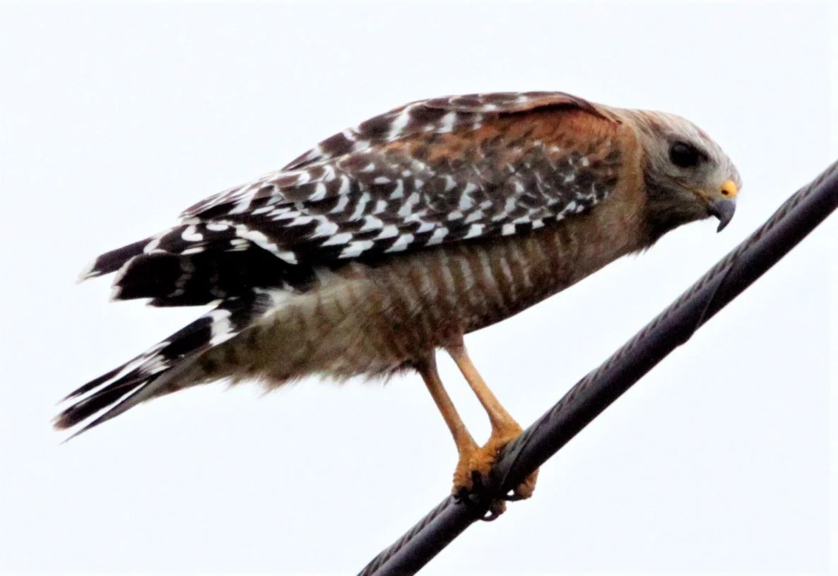 Buteo lineatus - RED-SHOULDERED HAWK - ARCATA BOTTOMLANDS CALIFORNIA aa1.jpg