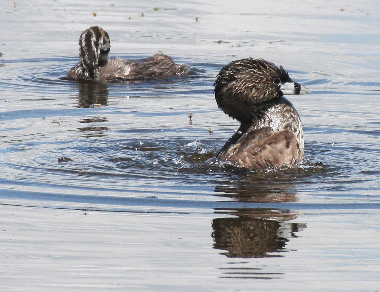 Pied-billed Grebe (Podilymbus podiceps) Ridgefield NWR Washington (44).jpg