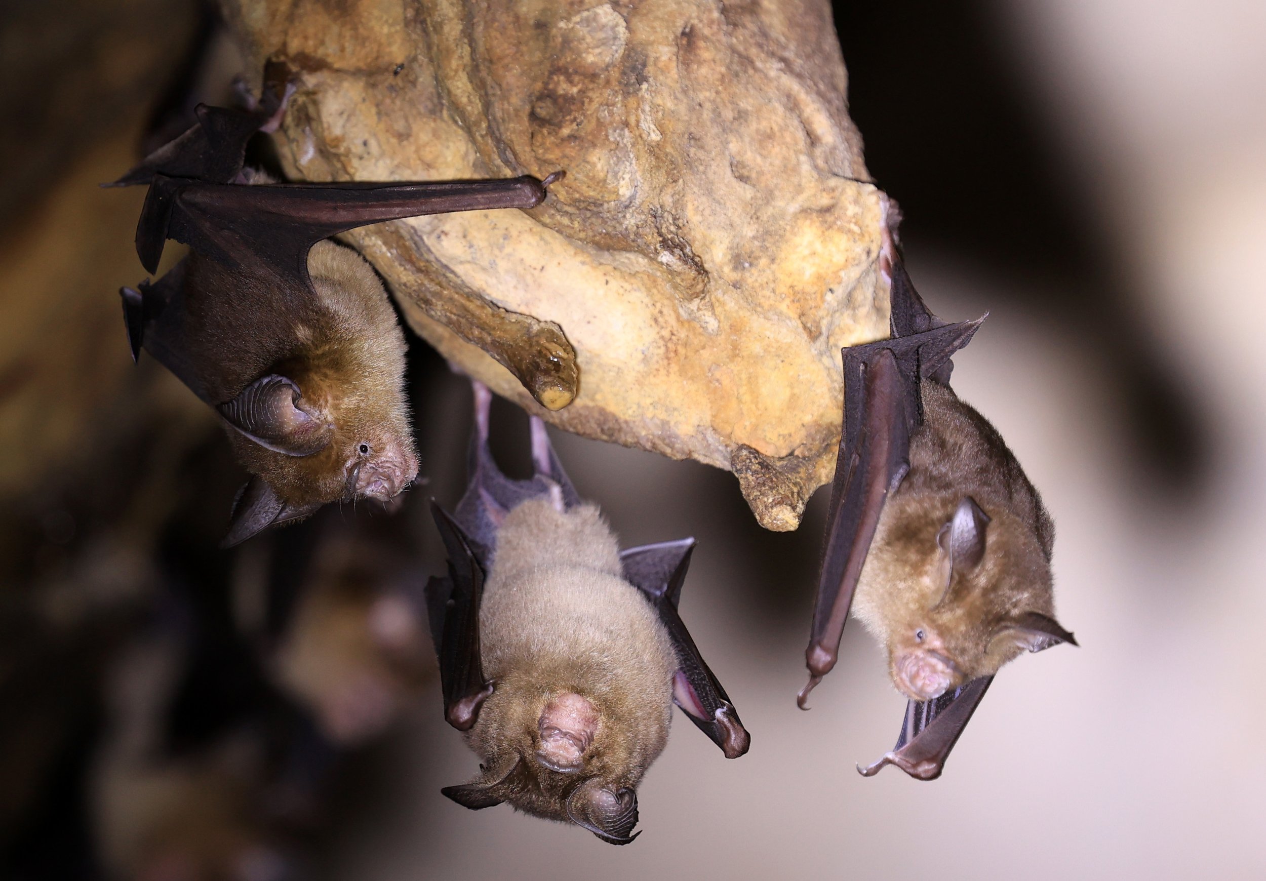 Horsfield’s Leaf-nosed Bat (Hipposideros.larvatus) Wat Tham Sila Thong Temple Pak Chong Thailand near Khao Yai (22).jpg