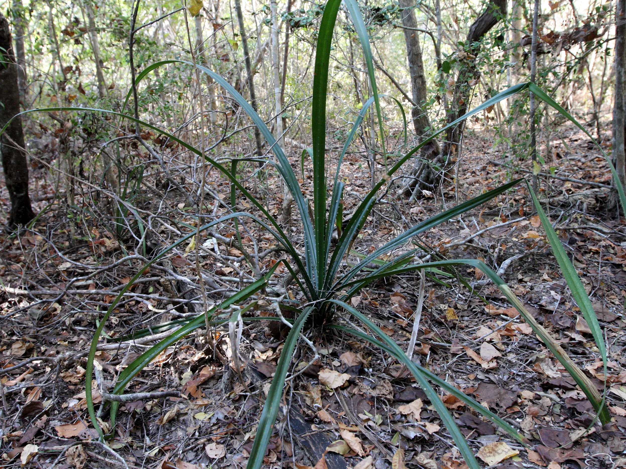 PLANT - PANANDUS SPECIES - KIRINDY NATIONAL PARK MADAGASCAR.JPG