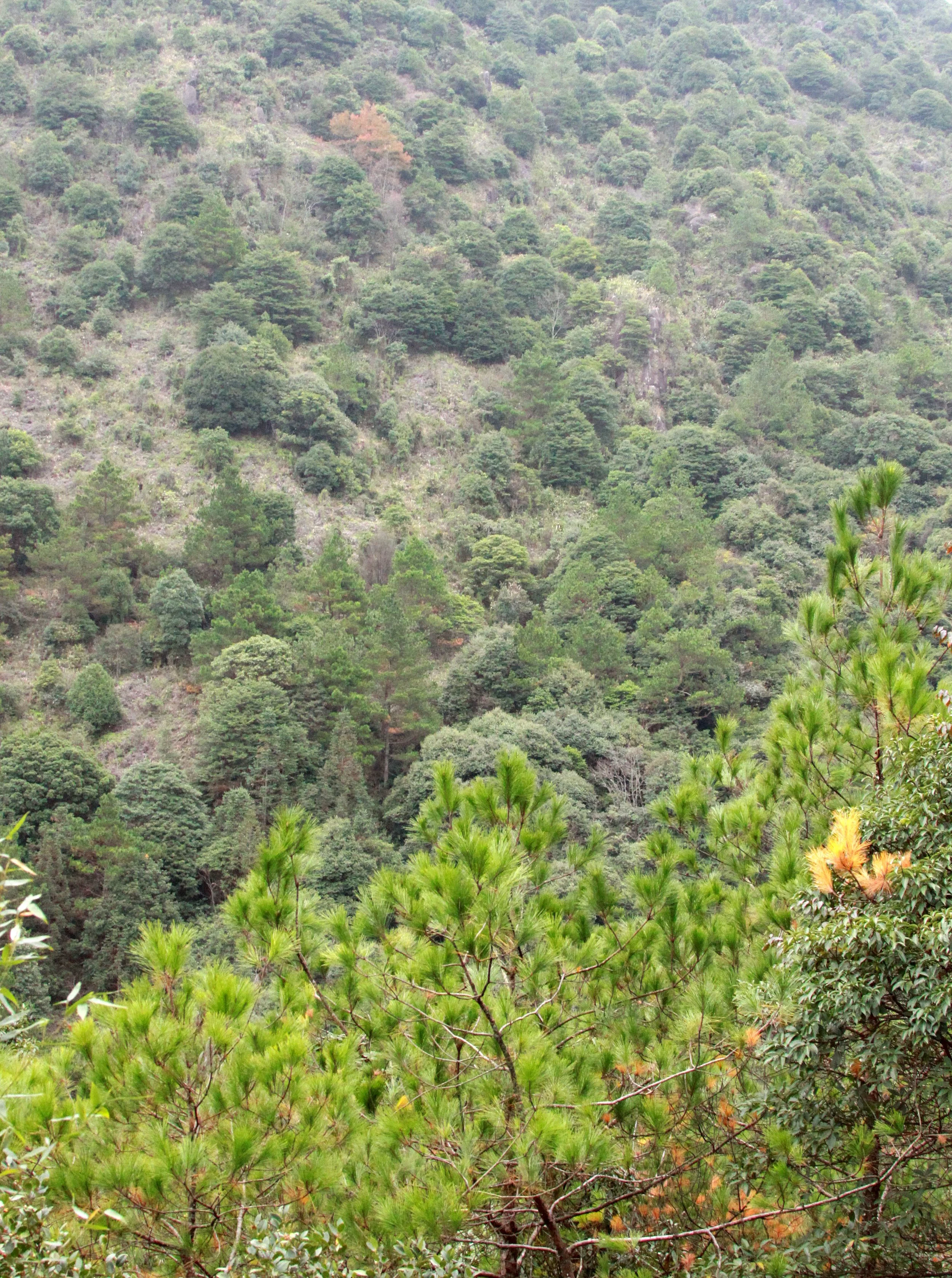 MEIHUASHAN - FUJIAN CHINA (38).JPG