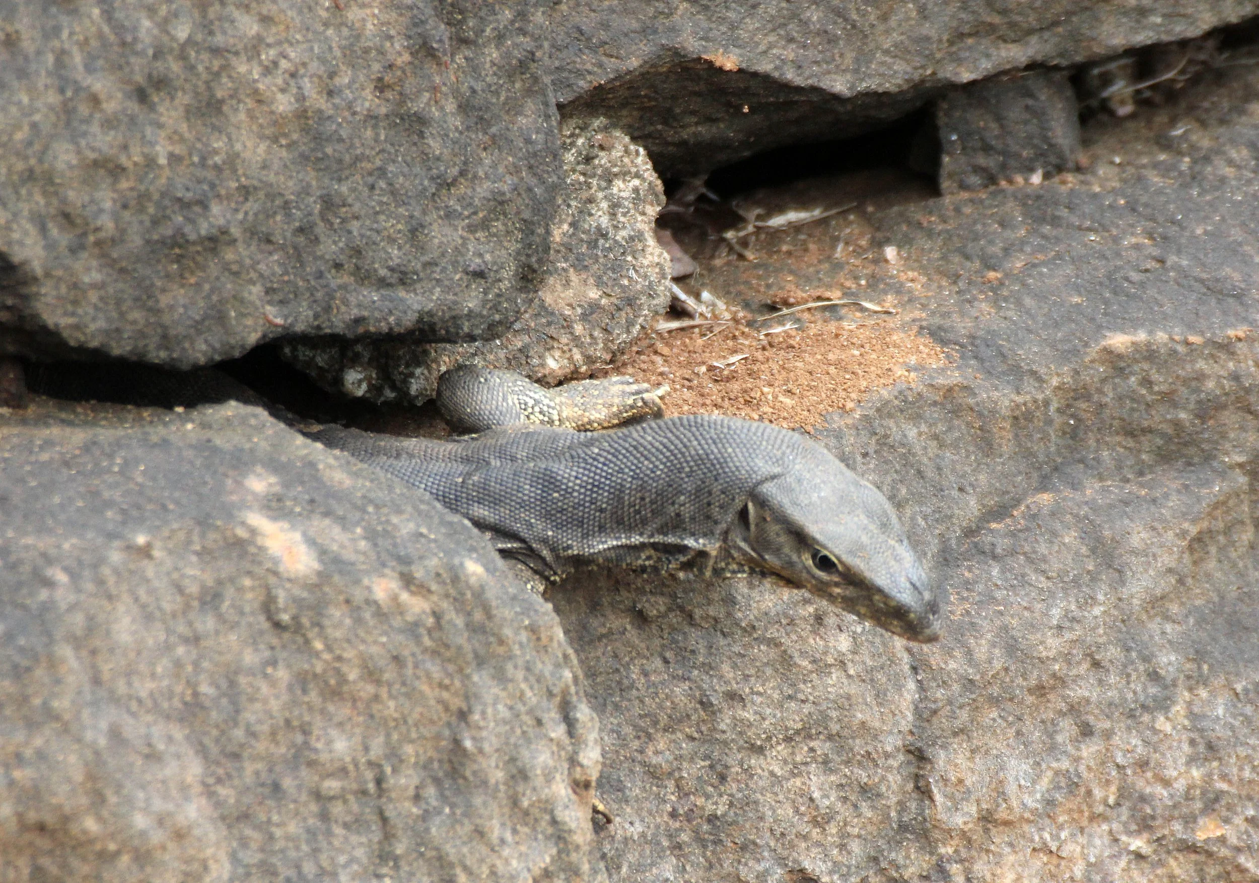 Varanus bengalensis - BENGAL MONITOR LIZARD - SIGIRIYA FOREST AND FORTRESS AREA SRI LANKA - PHOTO BY SOM SMITH (14).JPG