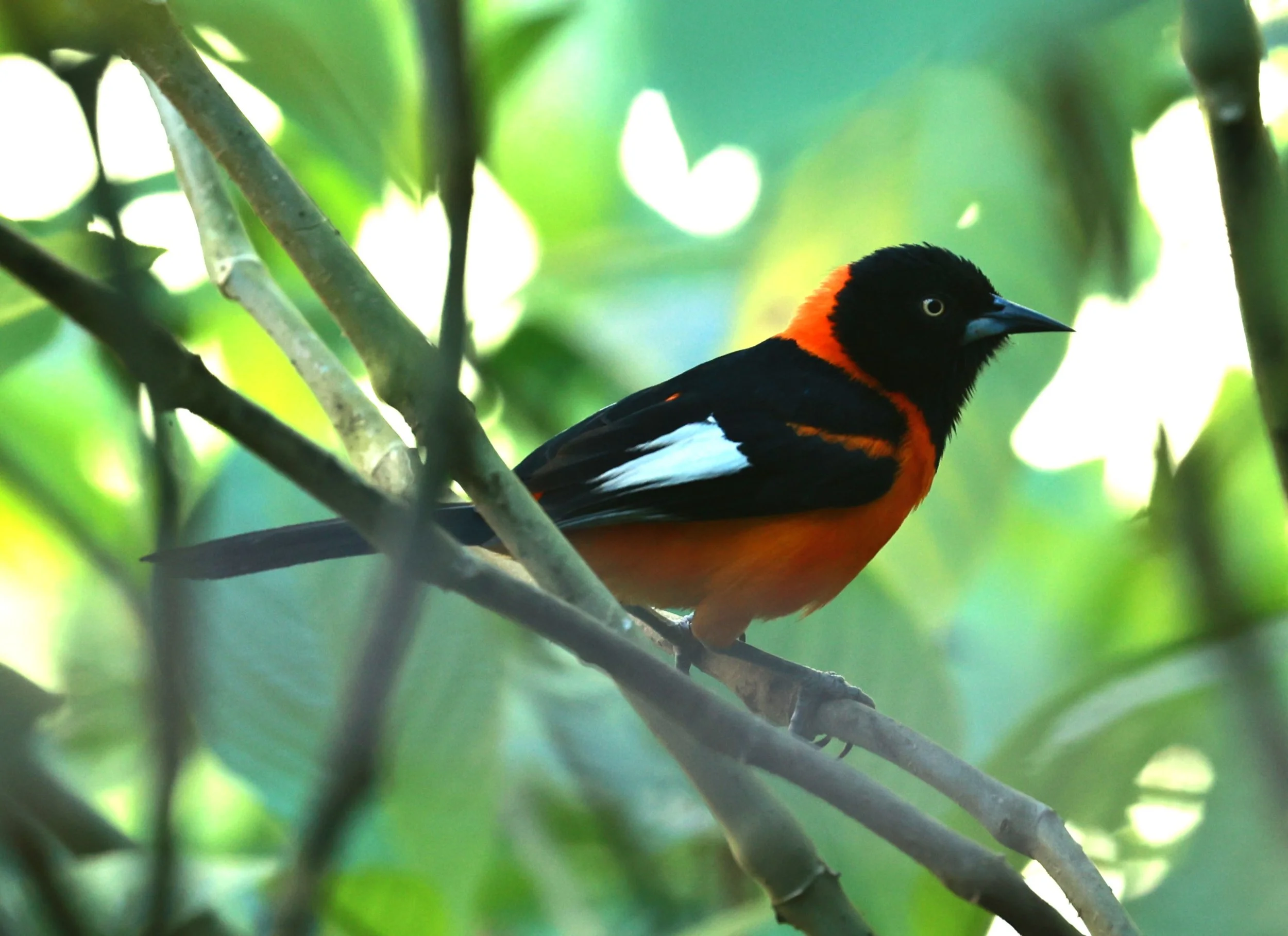 Troupial - Campo Troupial - Icterus jamacaii - Alfonso Claudio, Espirito Santo, Brazil (11).JPG