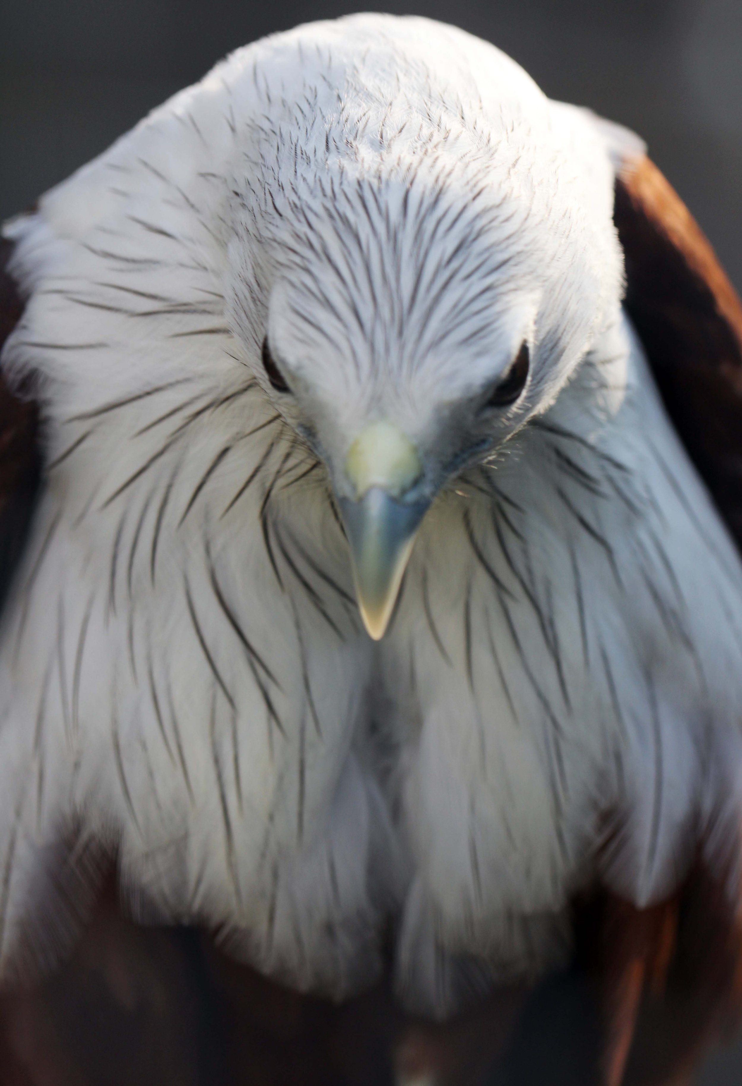 KITE - BRAHMINY KIT - Haliastur indus - WILDLIFE SANCTUARY PHATTHALUNG 6 (5).JPG