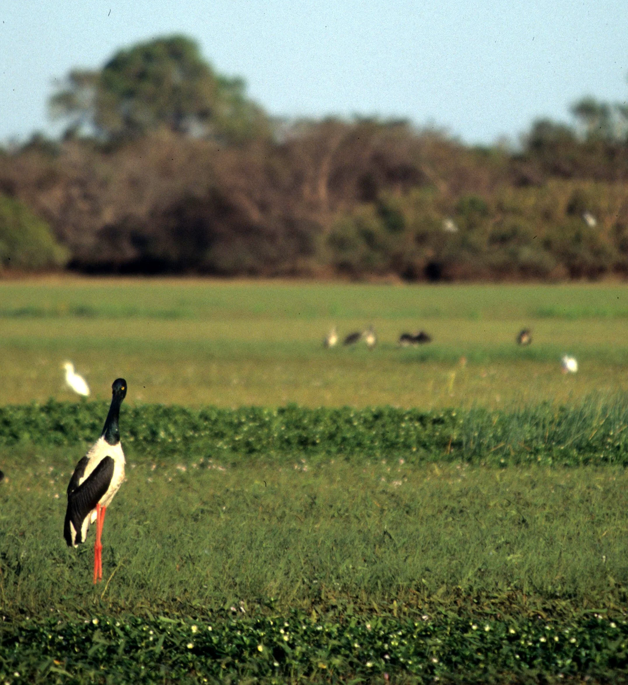 BIRD - STORK - JABIRU - KAKADU NP AUSTRALIA A.jpg