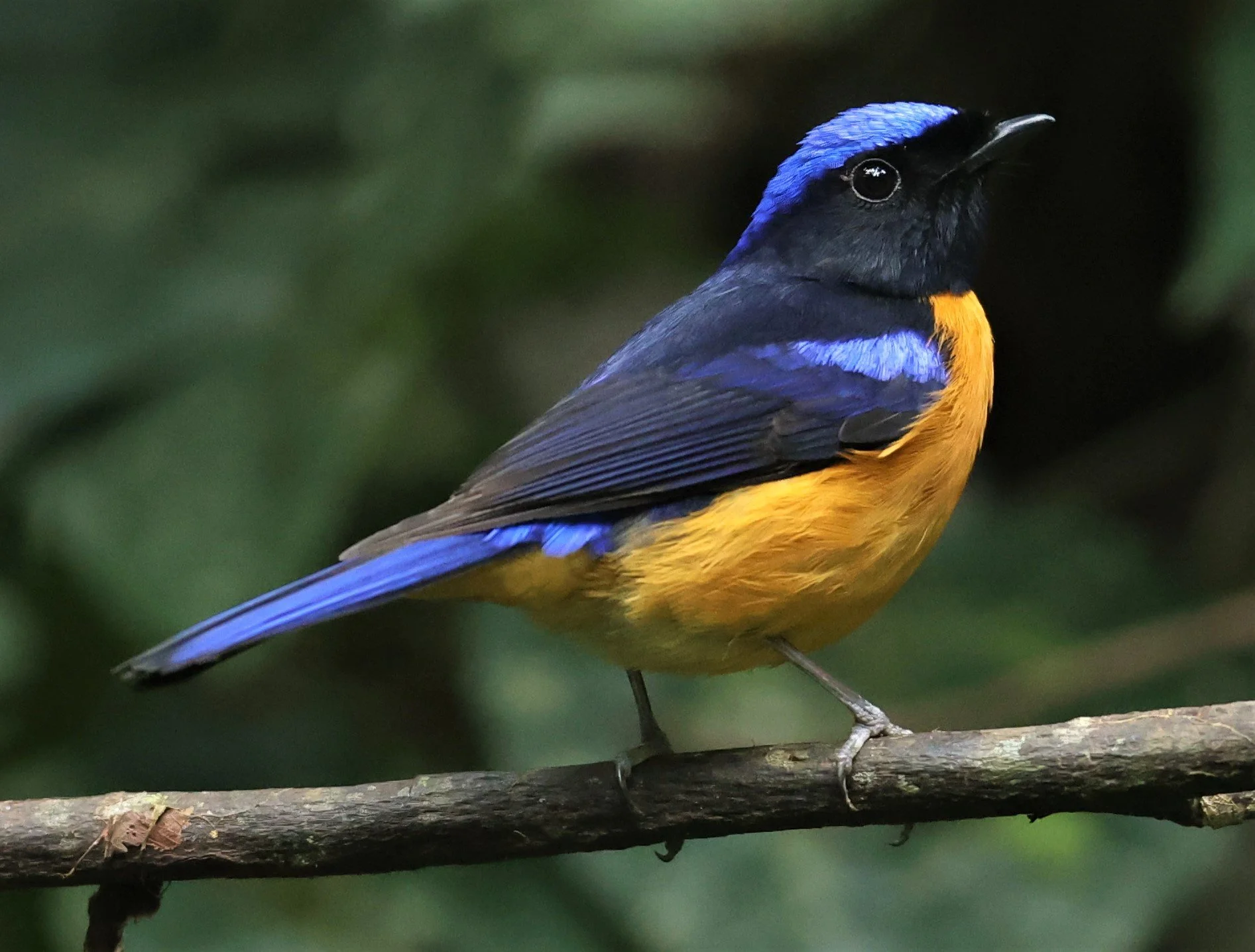 NILTAVA - RUFOUS-BELLIED NILTAVA - Niltava sundar - DOI INTHANON NP CHIANG MAI, DEC 2021 (63).JPG