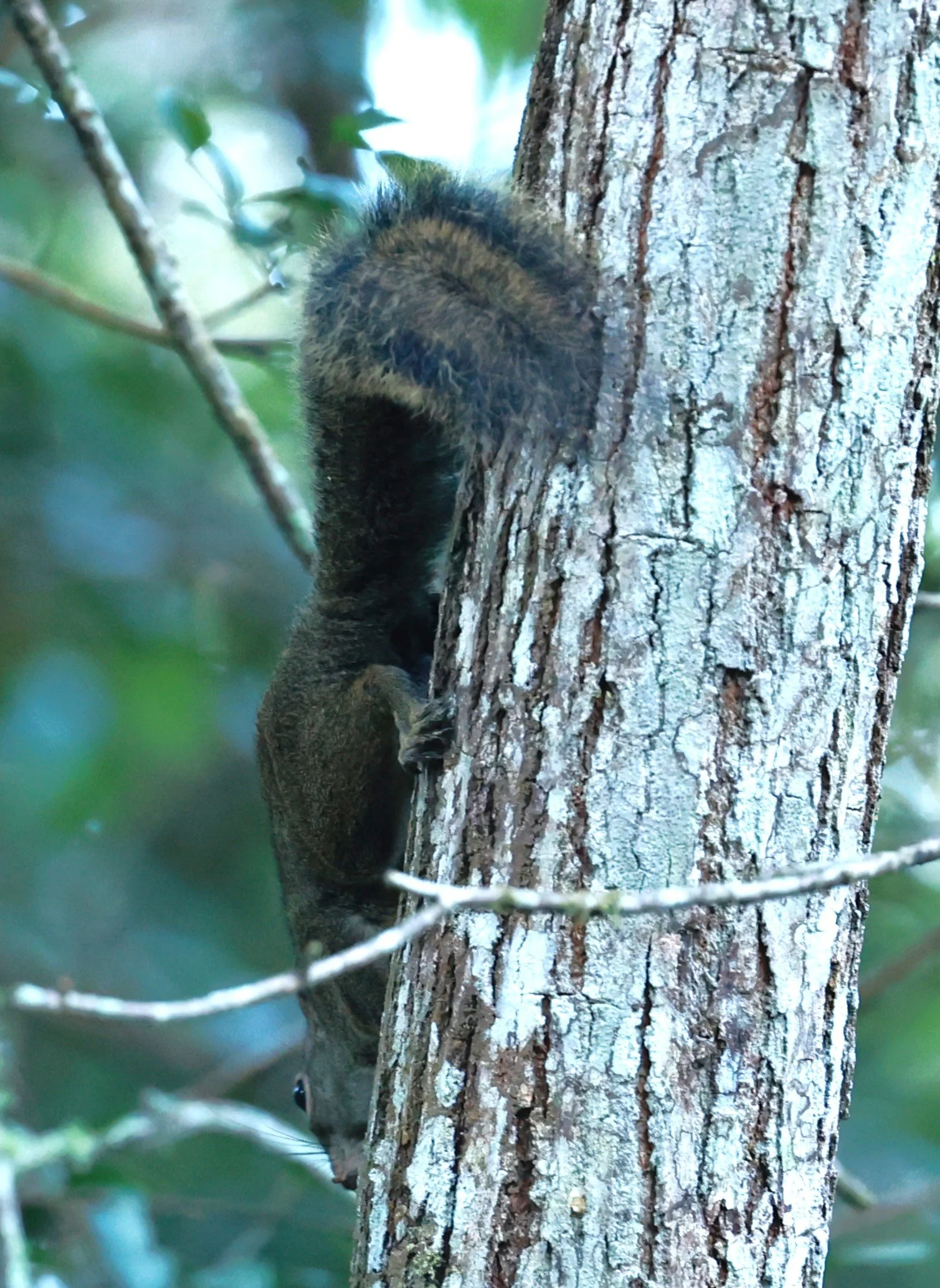 Guerlinguetis ingrami - Southeastern Squirrel - Caraca Seminary, Minas Gerais (1).JPG