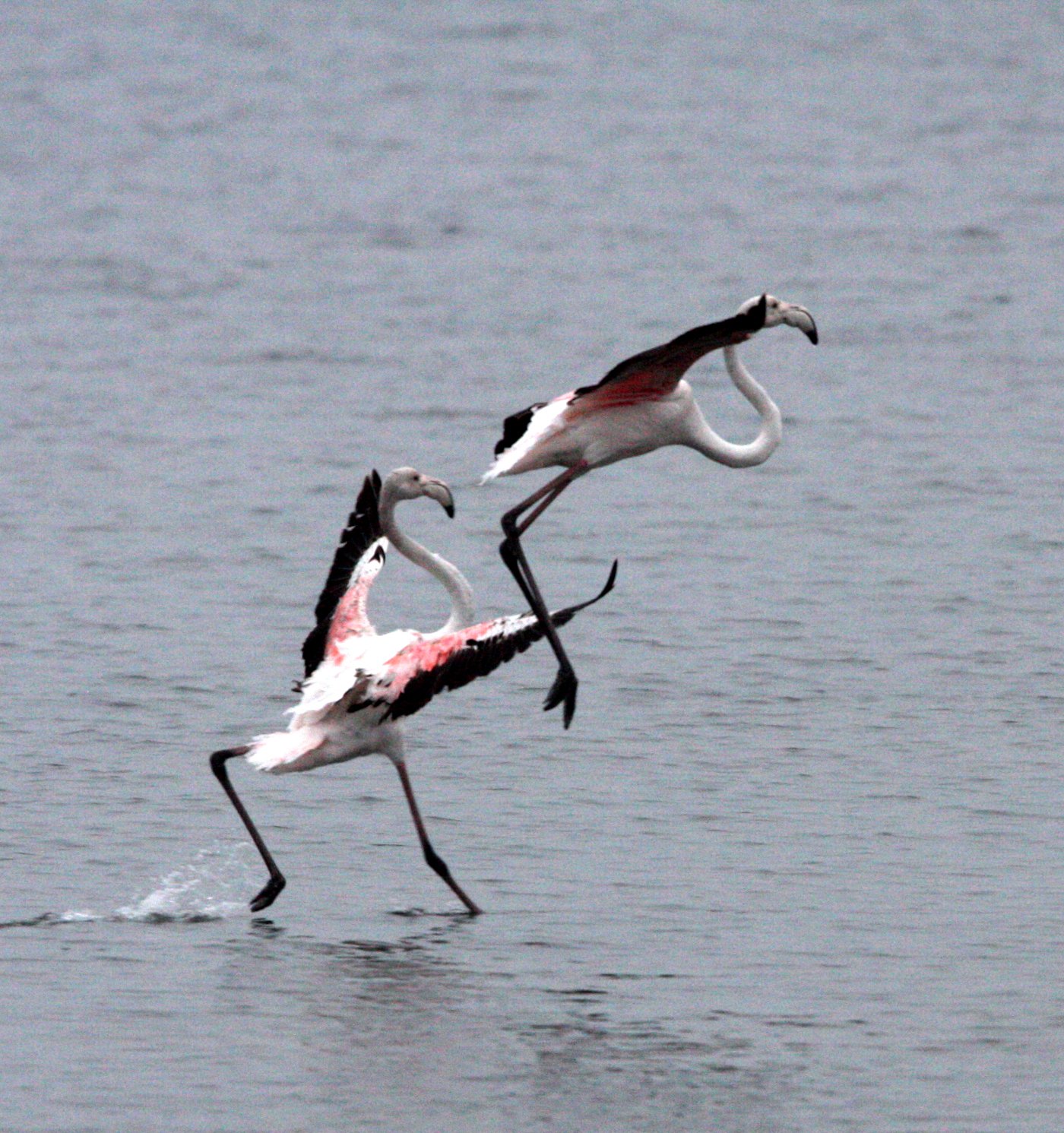 Phoenicopterus roseus - Greater Flamingo - Walvis Bay Namibia (62).JPG