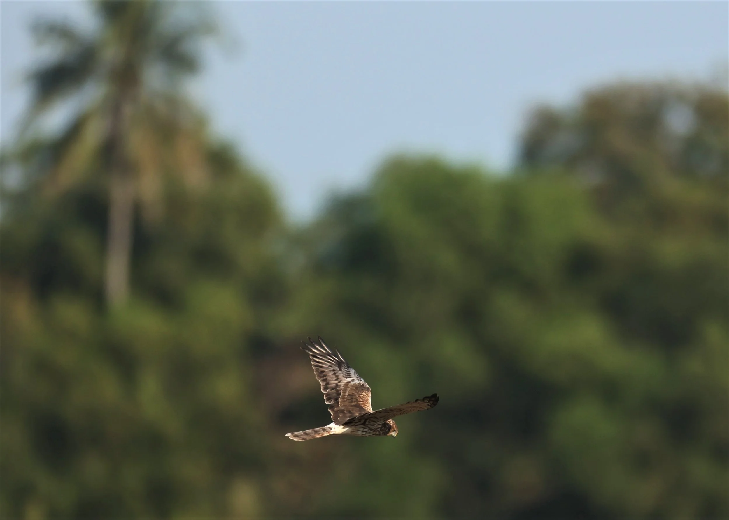 HARRIER - PIED HARRIER - Circus melanoleucos - PATHUM THANI RICE RESEARCH CENTER 11 DEC 2021 (20).jpg