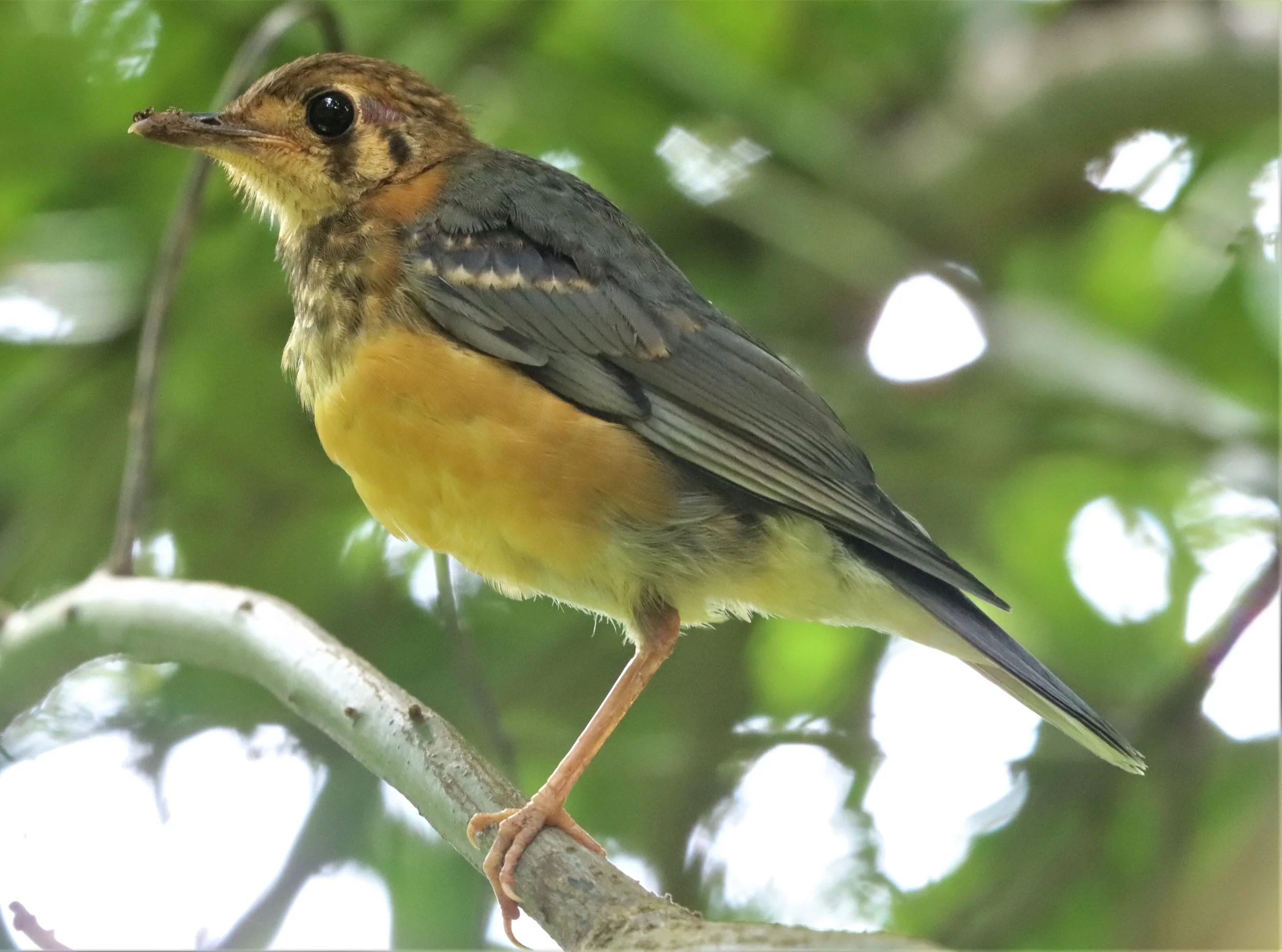 Orange-headed Thrush (Zoothera citrina) Doi Ang Kang Chiang Mai (27).jpg