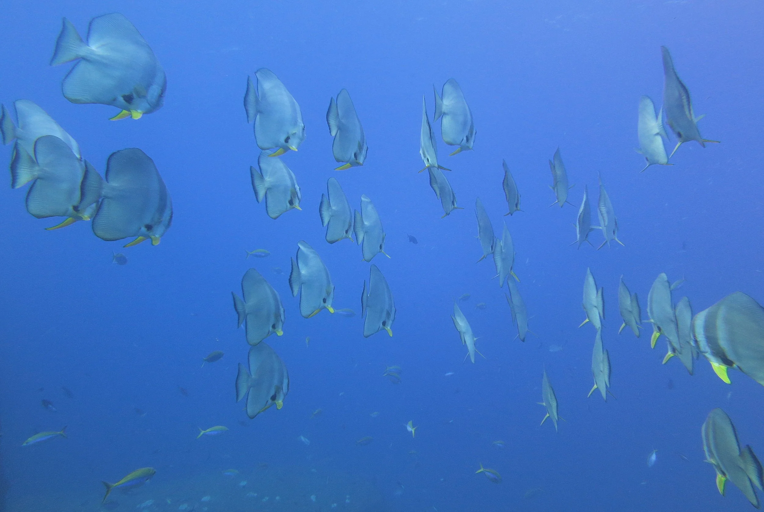 Ephippidae - Platax teira - Batfish - Similans Thailand (5).JPG