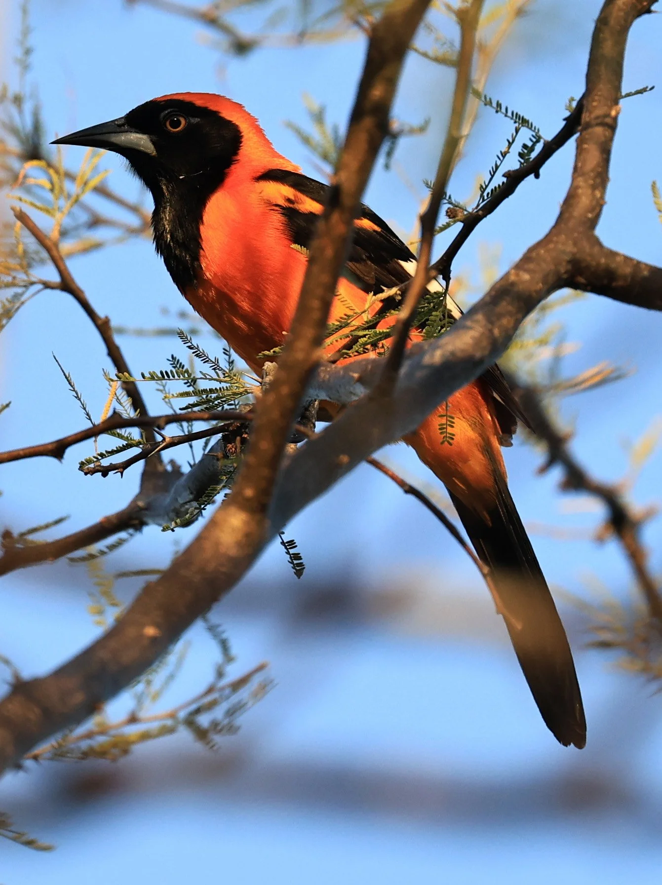 Orange-backed Troupial (Icterus croconotus) Parque Nacional Teniente Agripino Enciso (1 (4).jpg