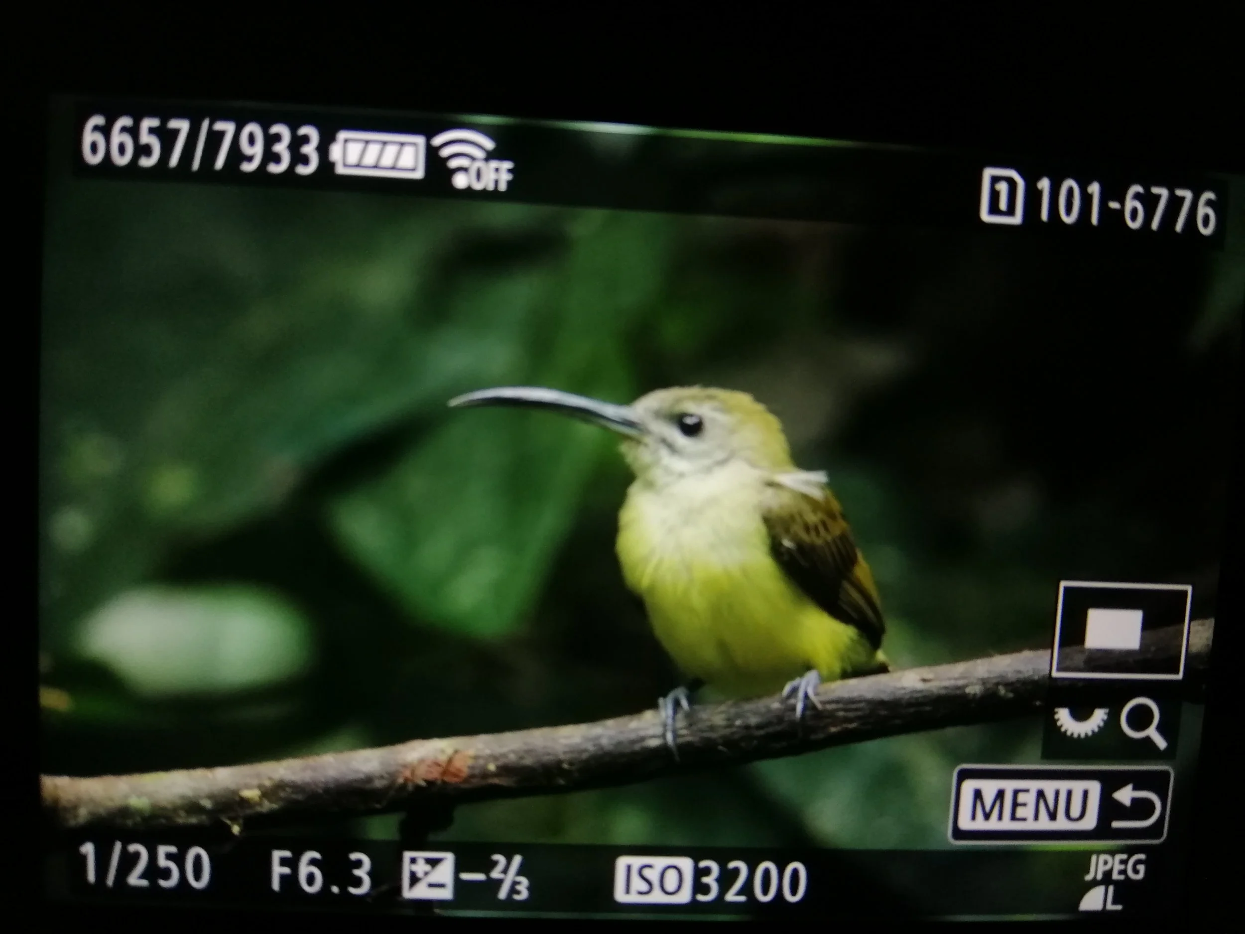 2021 Doi Inthanon Winter Birding Trip with Jan and Ben and Crew (12).jpg