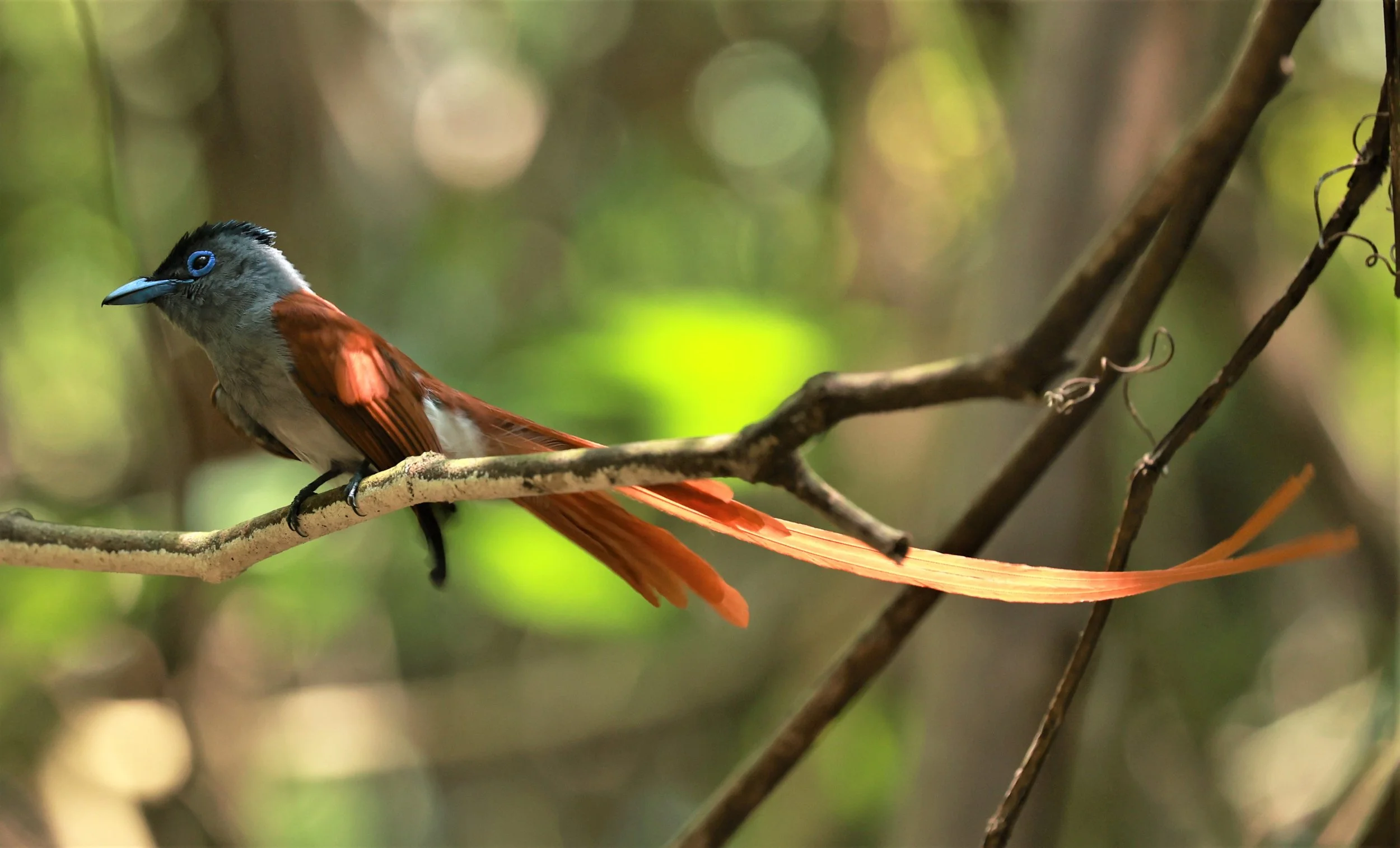 PARADISE-FLYCATCHER - BLYTH'S PARADISE-FLYCATCHER - Terpsiphone affinis - KRUNG CHING, KHAO LUANG NATIONAL PARK, THAILAND APRIL 2023 (16).jpg