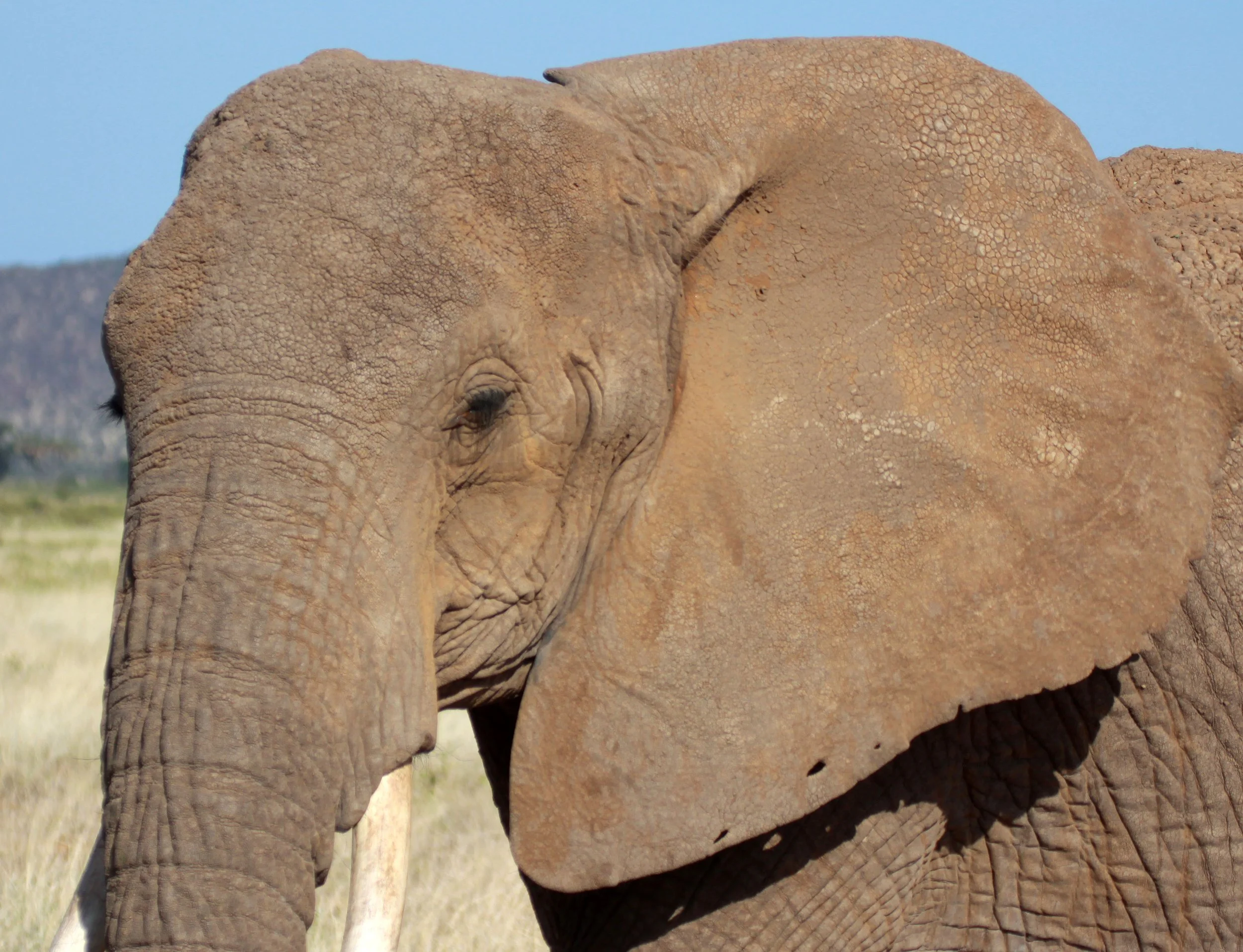 ELEPHANT - SAMBURU NATIONAL RESERVE KENYA (4).JPG