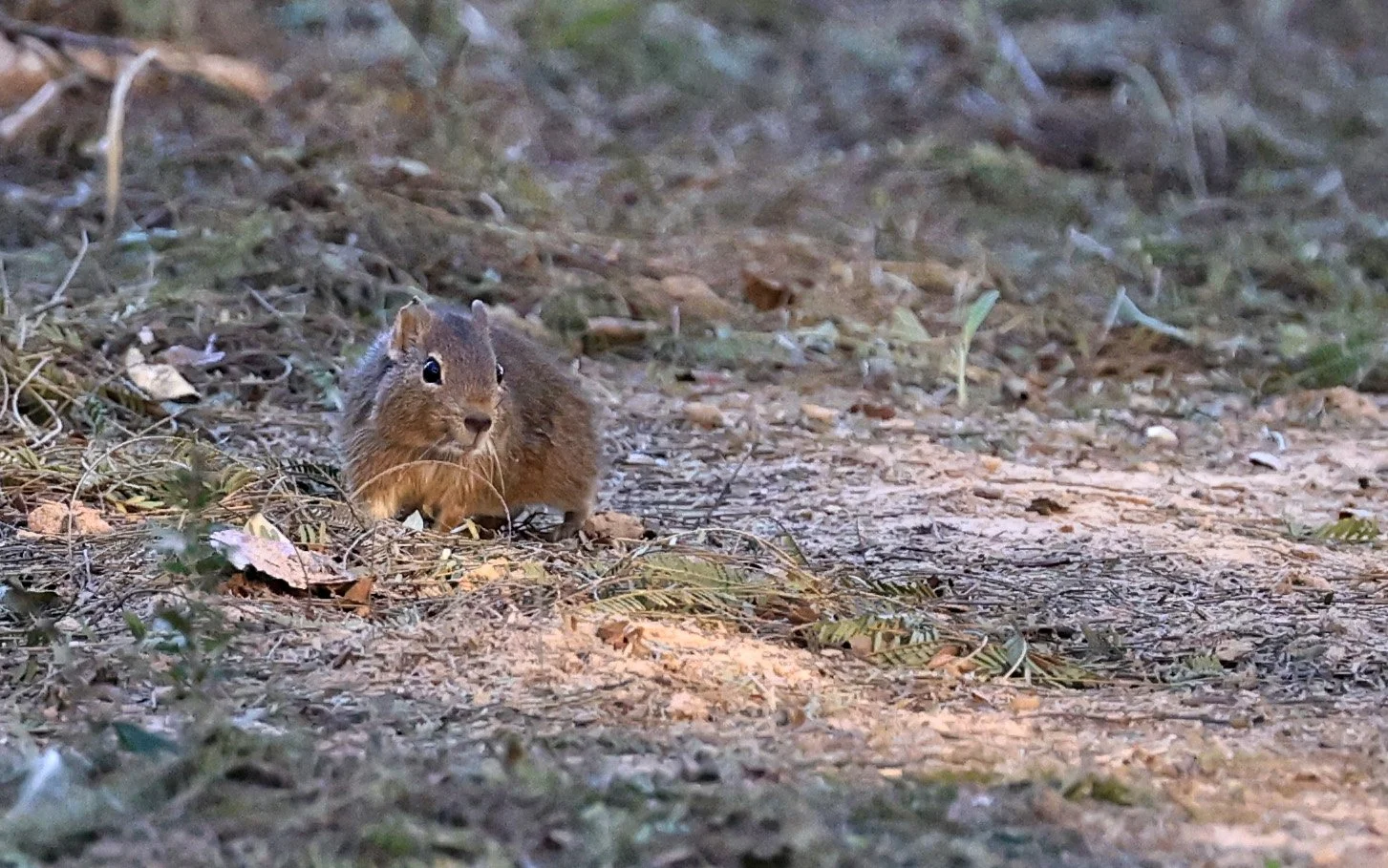 Lowland Yellow-Toothed Cavy (Galea leucoblephara) Hotel Iparoma Campestre Paraguay (41).jpg