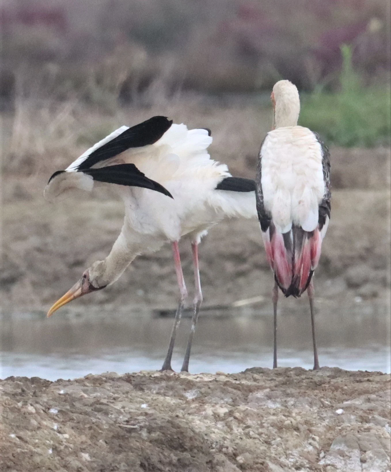 STORK - MILKY STORK - Mycteria cinerea - WITH PAINTED STORK - KHLONG TAMRU CHONBURI (21).jpg