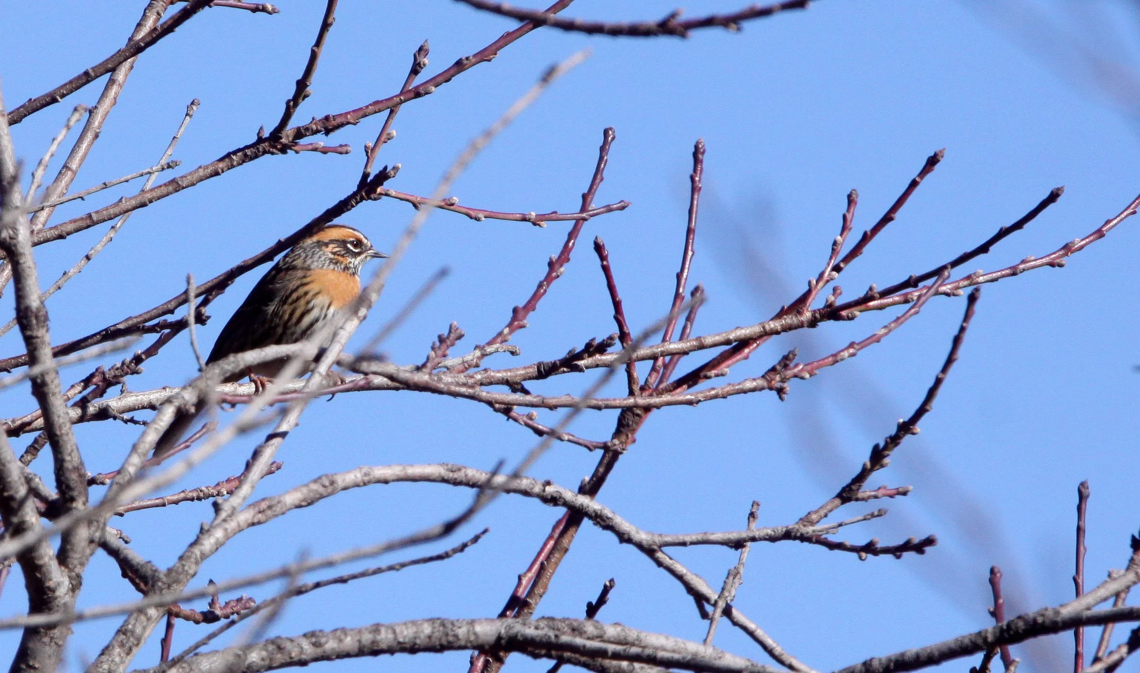 Rufous-breasted Accentor (Prunella strophiata) Lijian Highlands Yunnan China (2).JPG