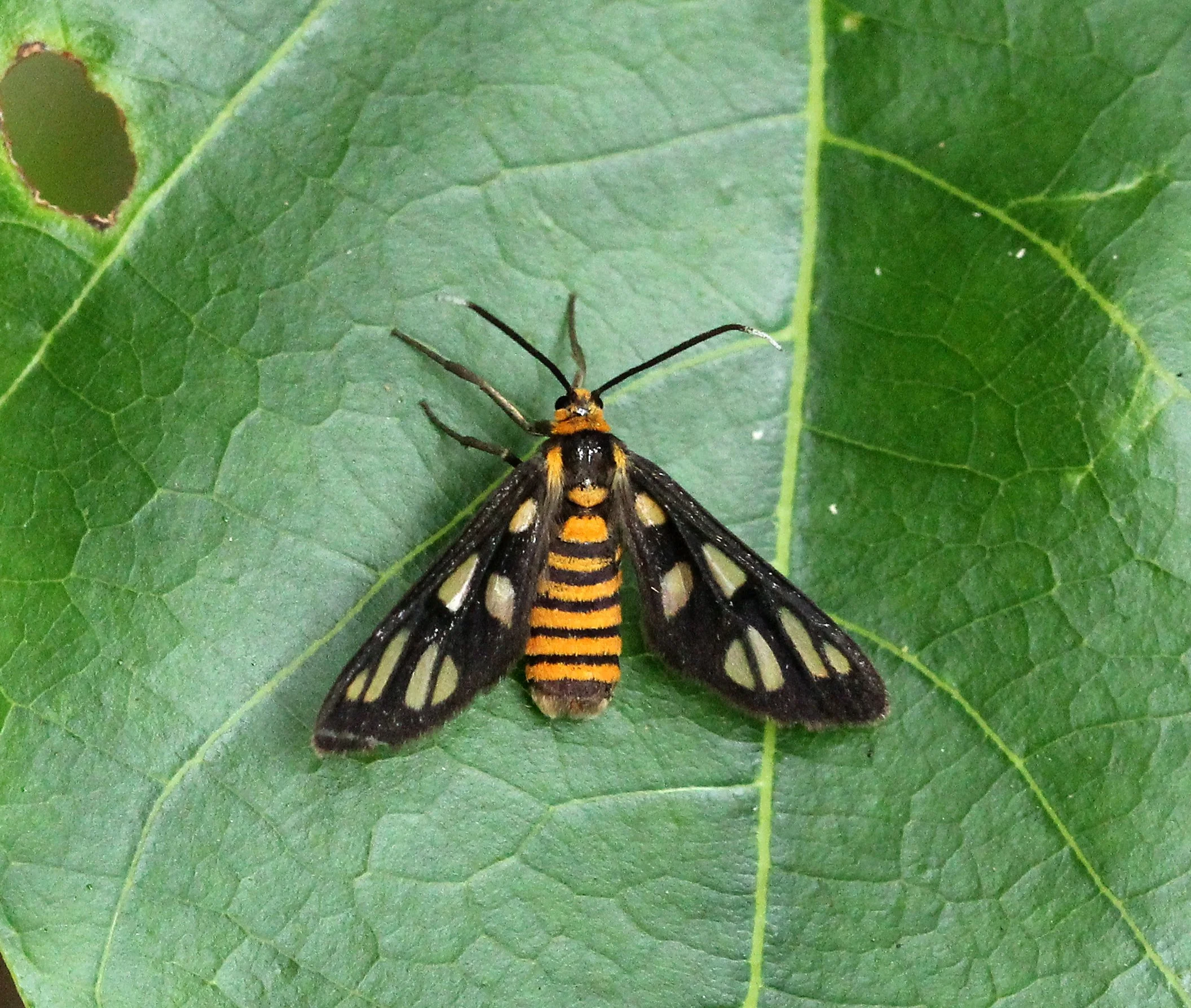 Erebidae - Amata huebneri - Koh Lanta, Thailand 