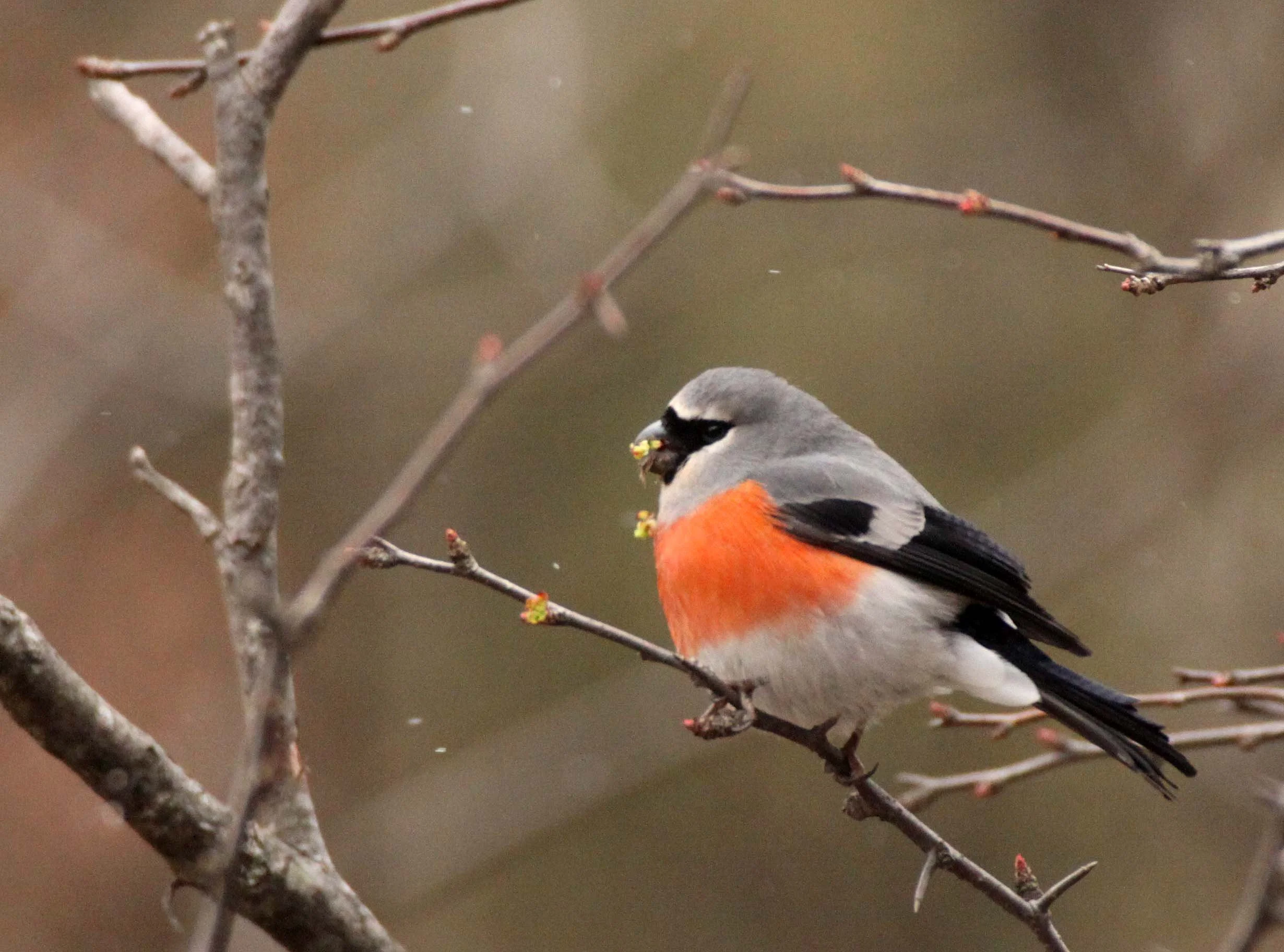 Grey-headed Bullfinch (Pyrrhula erythaca) foping Nature Reserve, Shaanxi China (16).JPG
