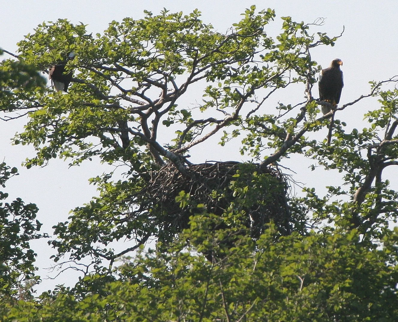 Haliaeetus pelagicus - STELLERS SEA EAGLE - ON KAMCHATKA COASTLINE - RUSSIA (93).jpg