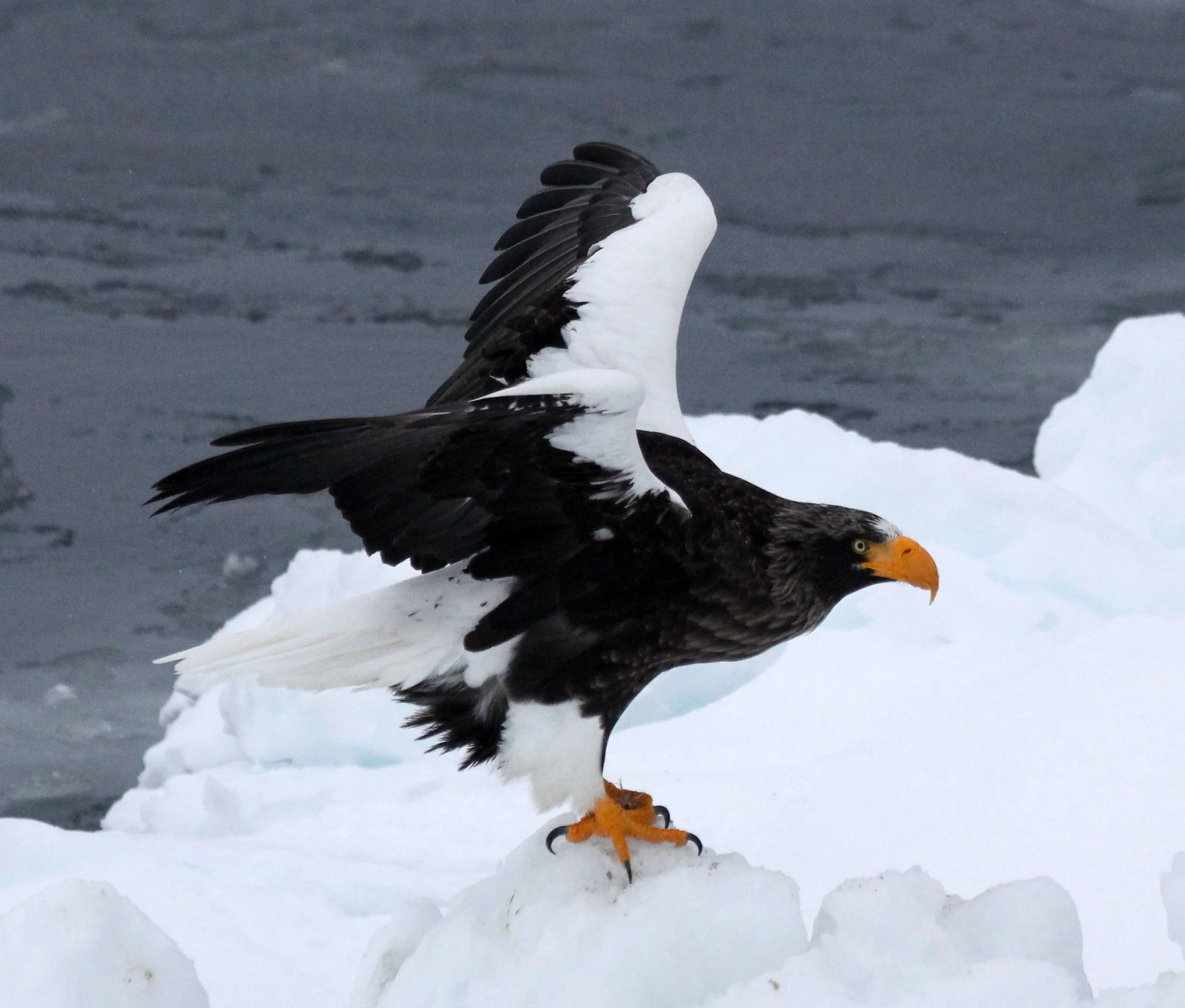 BIRD - EAGLE - STELLER'S SEA EAGLE - RAUSU, SHIRETOKO PENINSULA & NATIONAL PARK - HOKKAIDO JAPAN (90).JPG