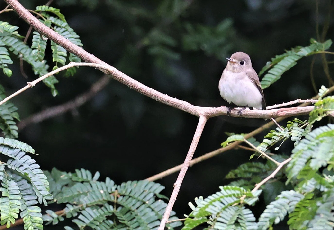 FLYCATCHER - ASIAN BROWN FLYCATCHER - Muscicapa dauurica - KAENG KRACHAN NATIONAL PARK 18 OCT 2021 (1 (9).jpg